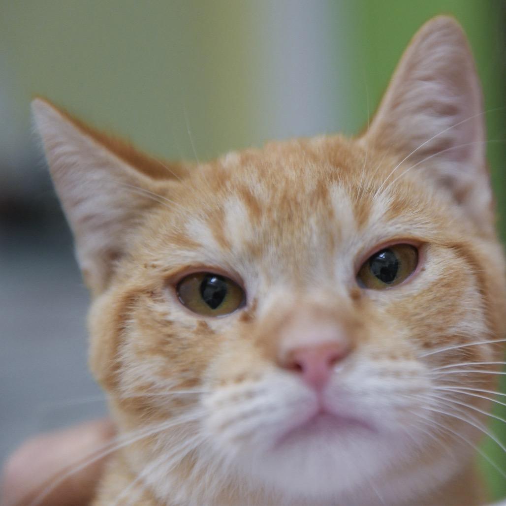 Kelpie, Adoptable, Kitten Male Domestic Short Hair.