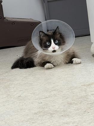 Chuck, Adoptable, Adult Male Domestic Short Hair & Domestic Short Hair.