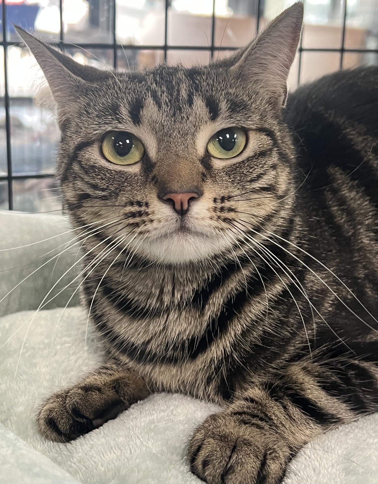 Valentina, an adopted Domestic Short Hair in Johnston, RI image 5/6