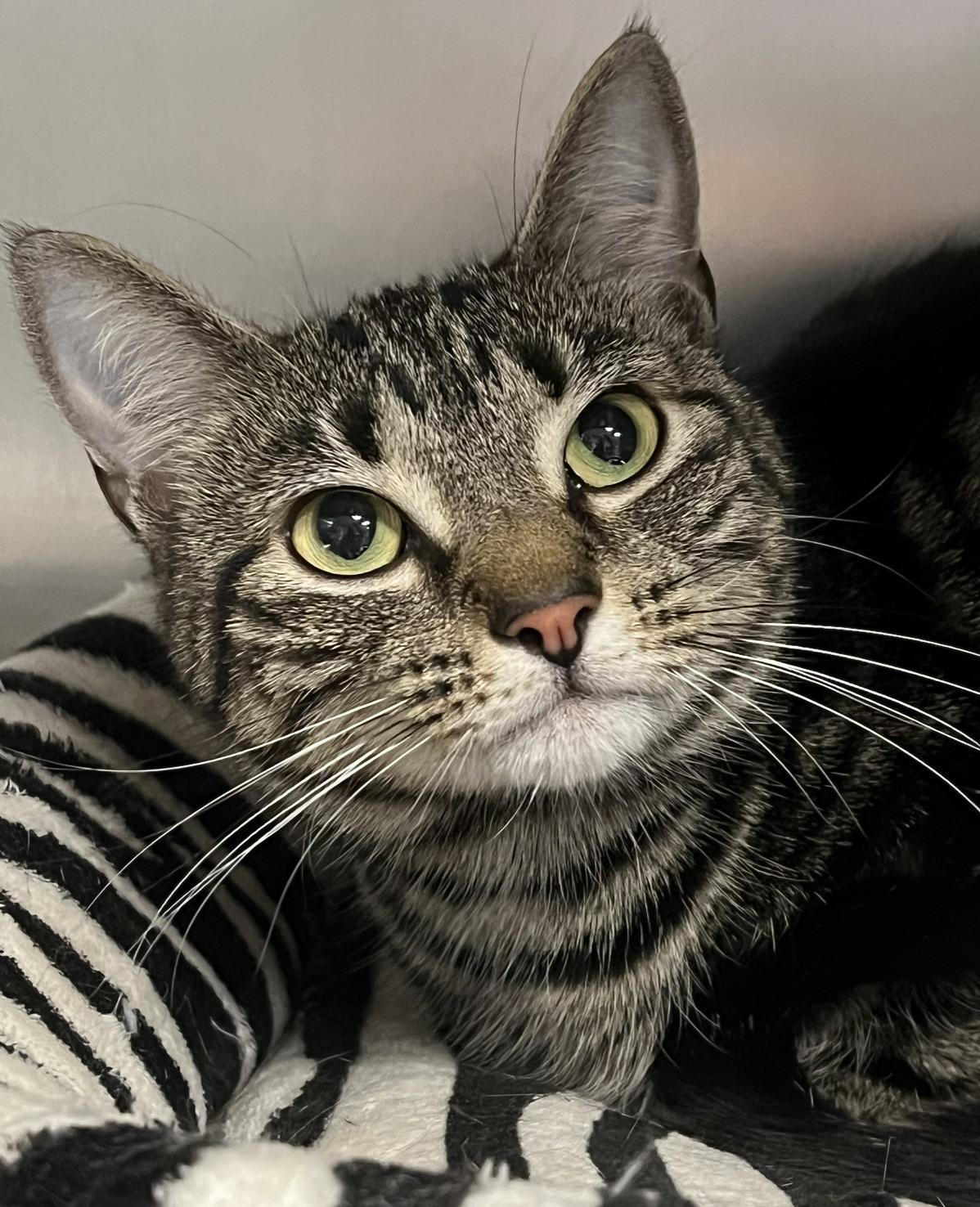 Valentina, an adopted Domestic Short Hair in Johnston, RI image 2/6