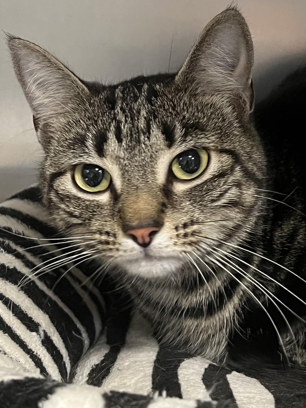 Valentina, an adopted Domestic Short Hair in Johnston, RI image 6/6