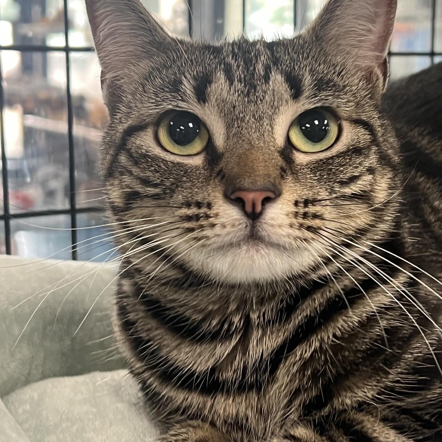 Valentina, an adopted Domestic Short Hair in Johnston, RI image 3/6