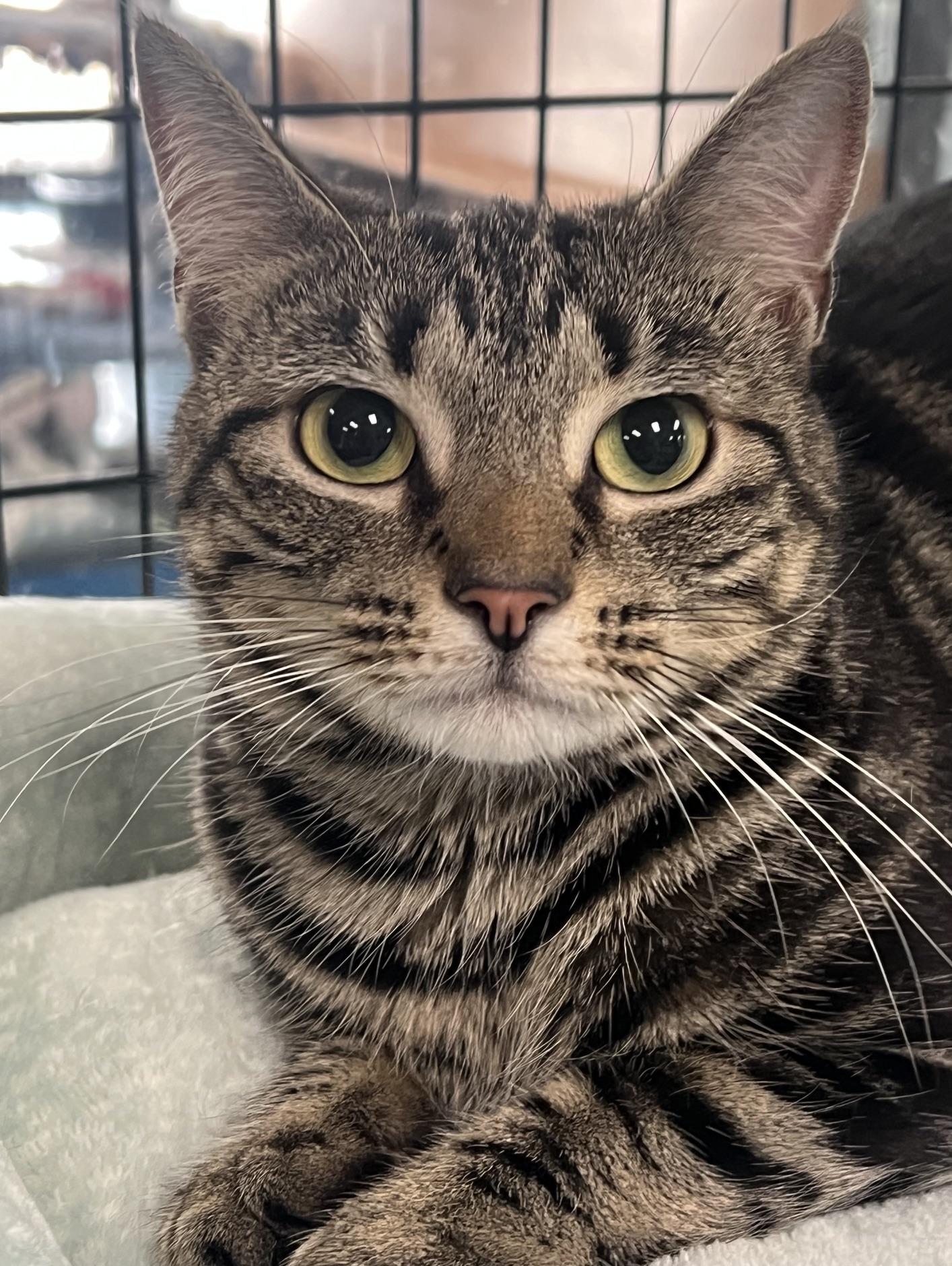Valentina, adopted, Young Female Domestic Short Hair.