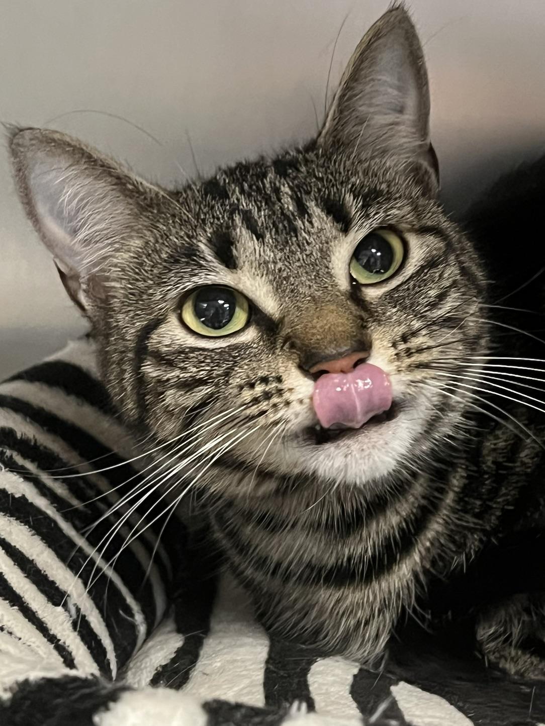Valentina, an adopted Domestic Short Hair in Johnston, RI image 4/6