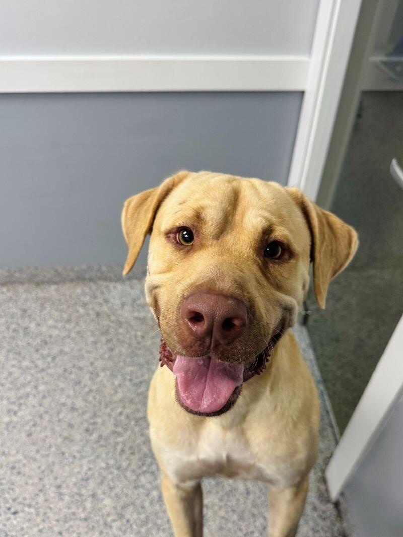 Jack, Adoptable, Adult Male Mixed Breed.