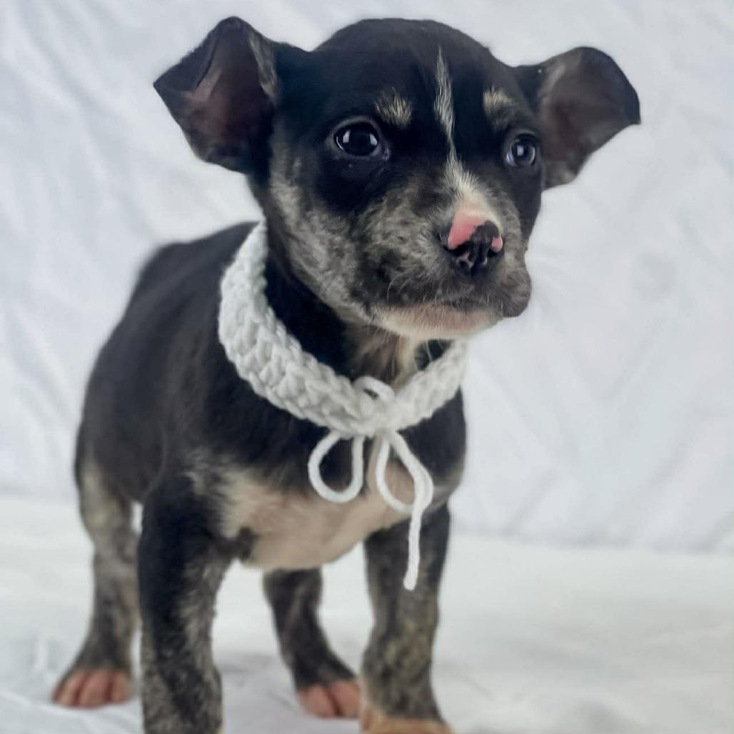 Enlarge Sleet, a Adoptable Mixed Breed in Lufkin, TX image 1/1
