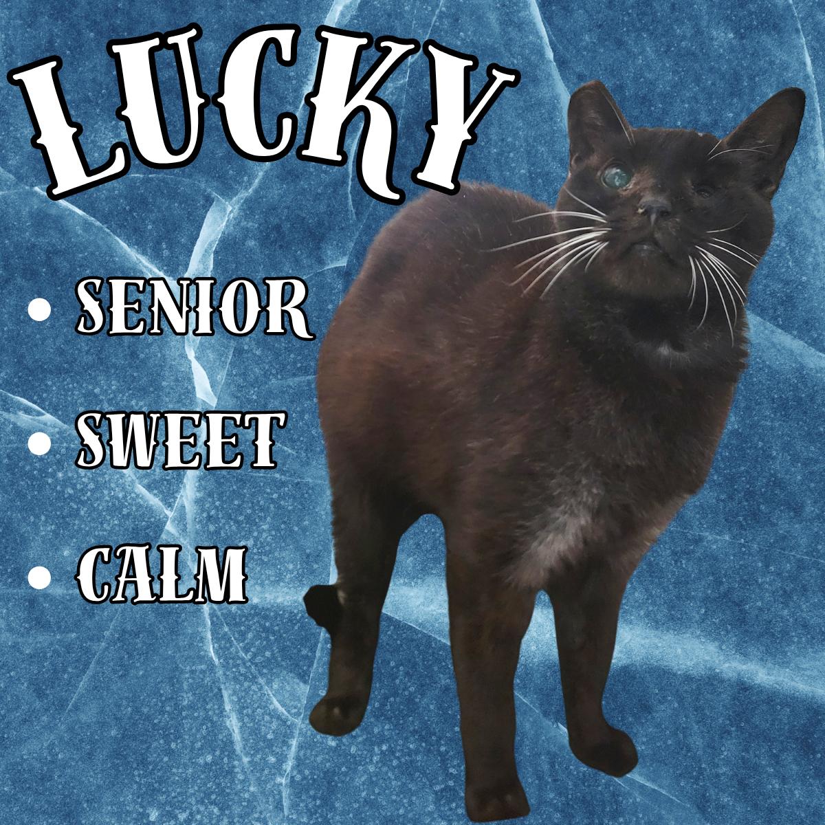 Enlarge Lucky, a ADOPTABLE Domestic Short Hair in South Padre Island, TX image 1/1