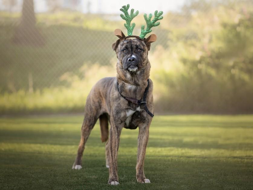 Enlarge BEAR BEAR, a Adoptable Staffordshire Bull Terrier in Los Angeles, CA image 1/1