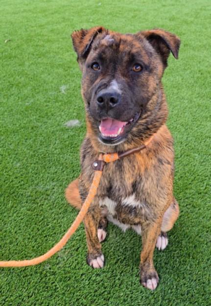 BEAR BEAR, Adoptable, Young Female Staffordshire Bull Terrier.