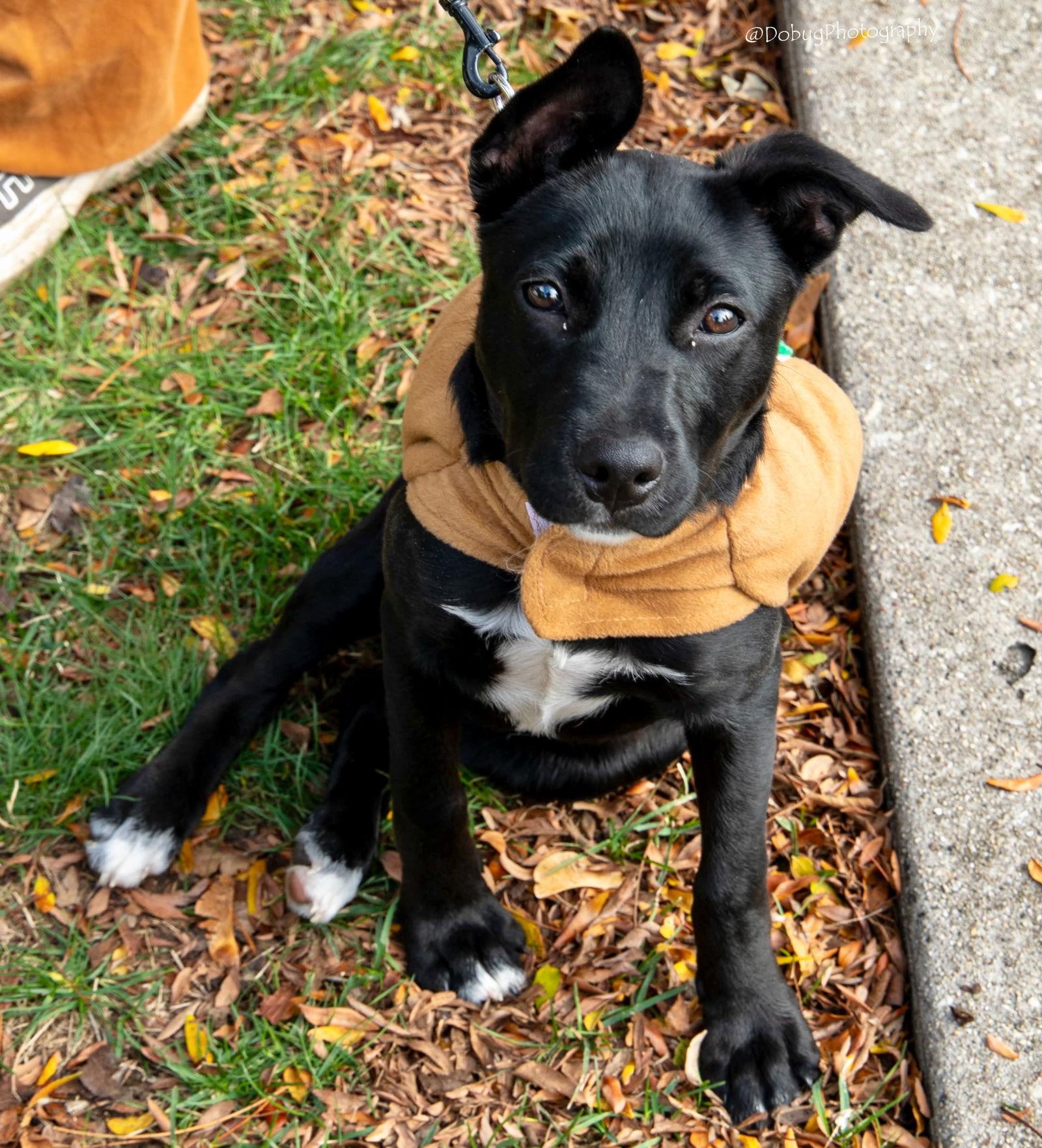 Q - ROSEMARY, Adoptable, Puppy Female Jack Russell Terrier.