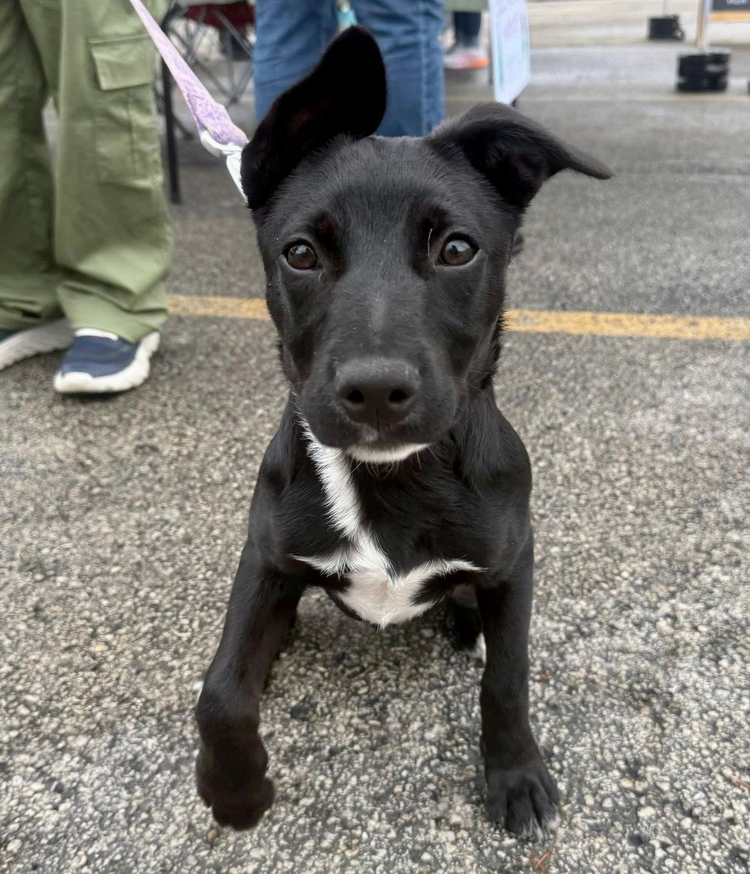 Q - ROSEMARY, a Adoptable Jack Russell Terrier image 2/3