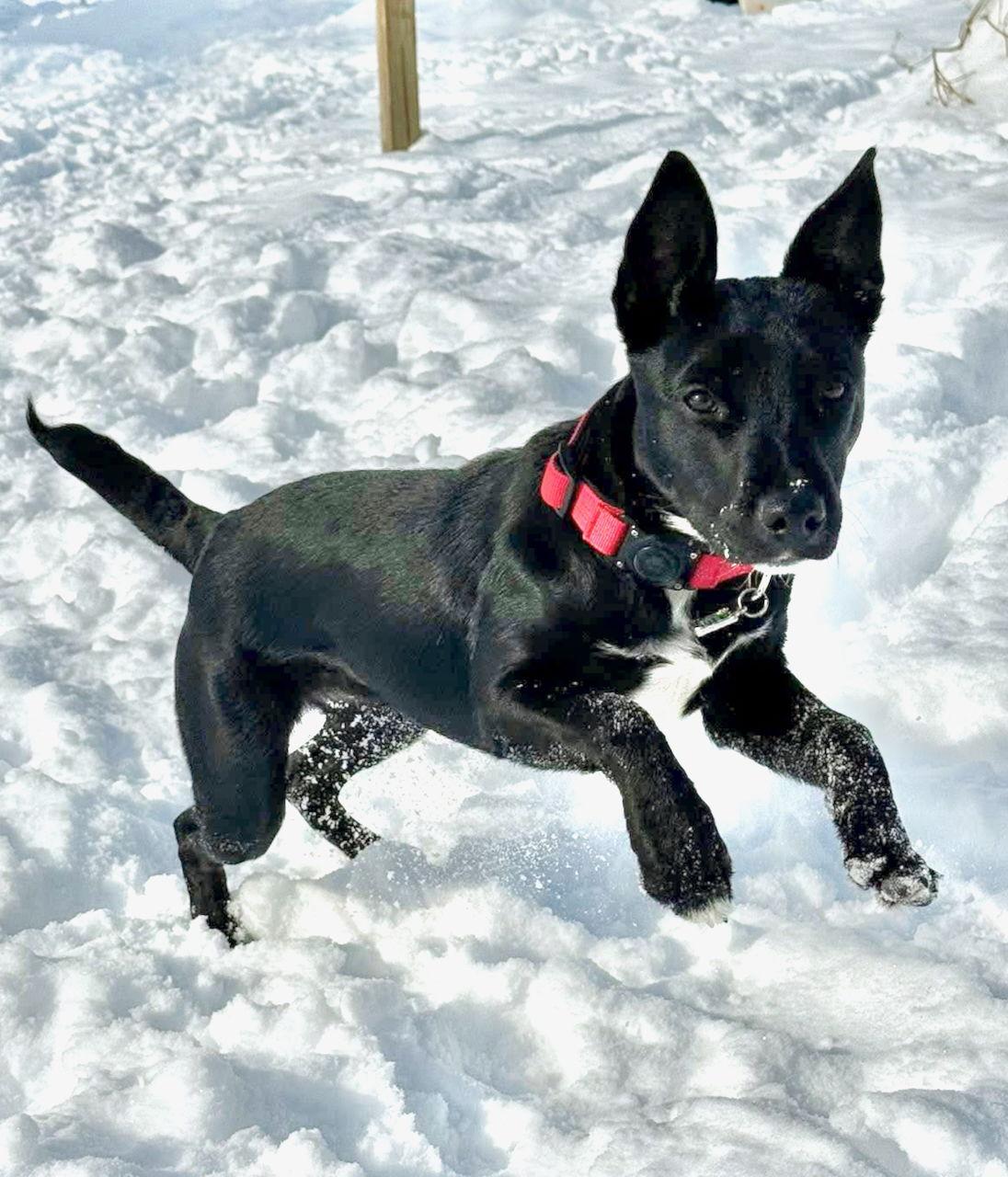 Enlarge Q - ROSEMARY, a Adopted Jack Russell Terrier in GILBERTS, IL image 3/3