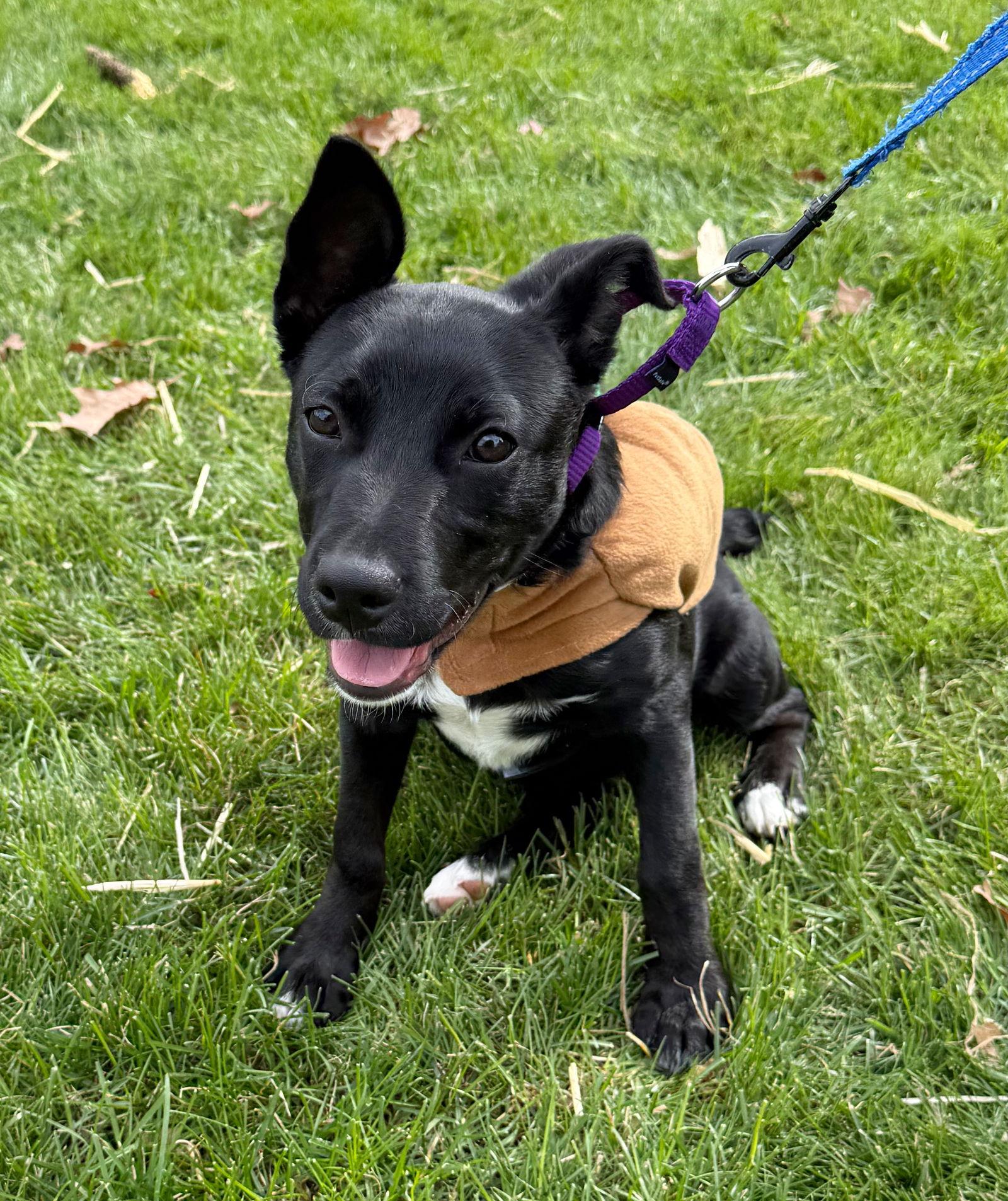 Q - ROSEMARY, a Adoptable Jack Russell Terrier image 3/3