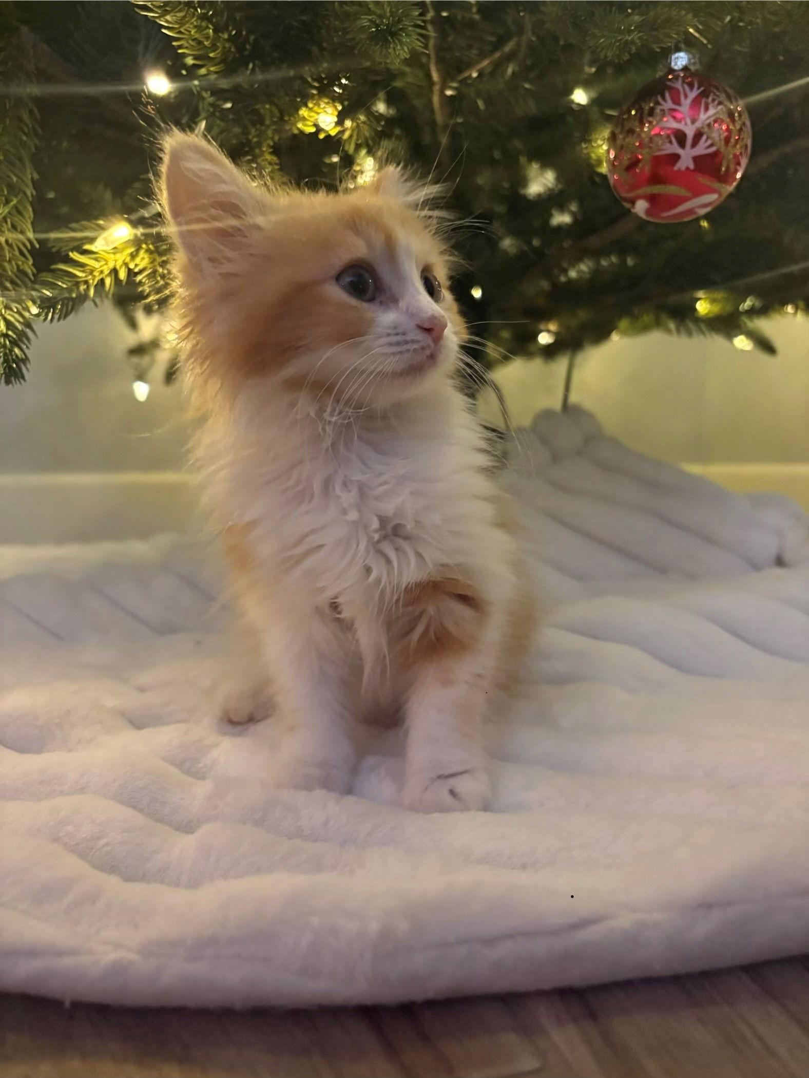 Stella Bonded With Blaze thumbnail 2