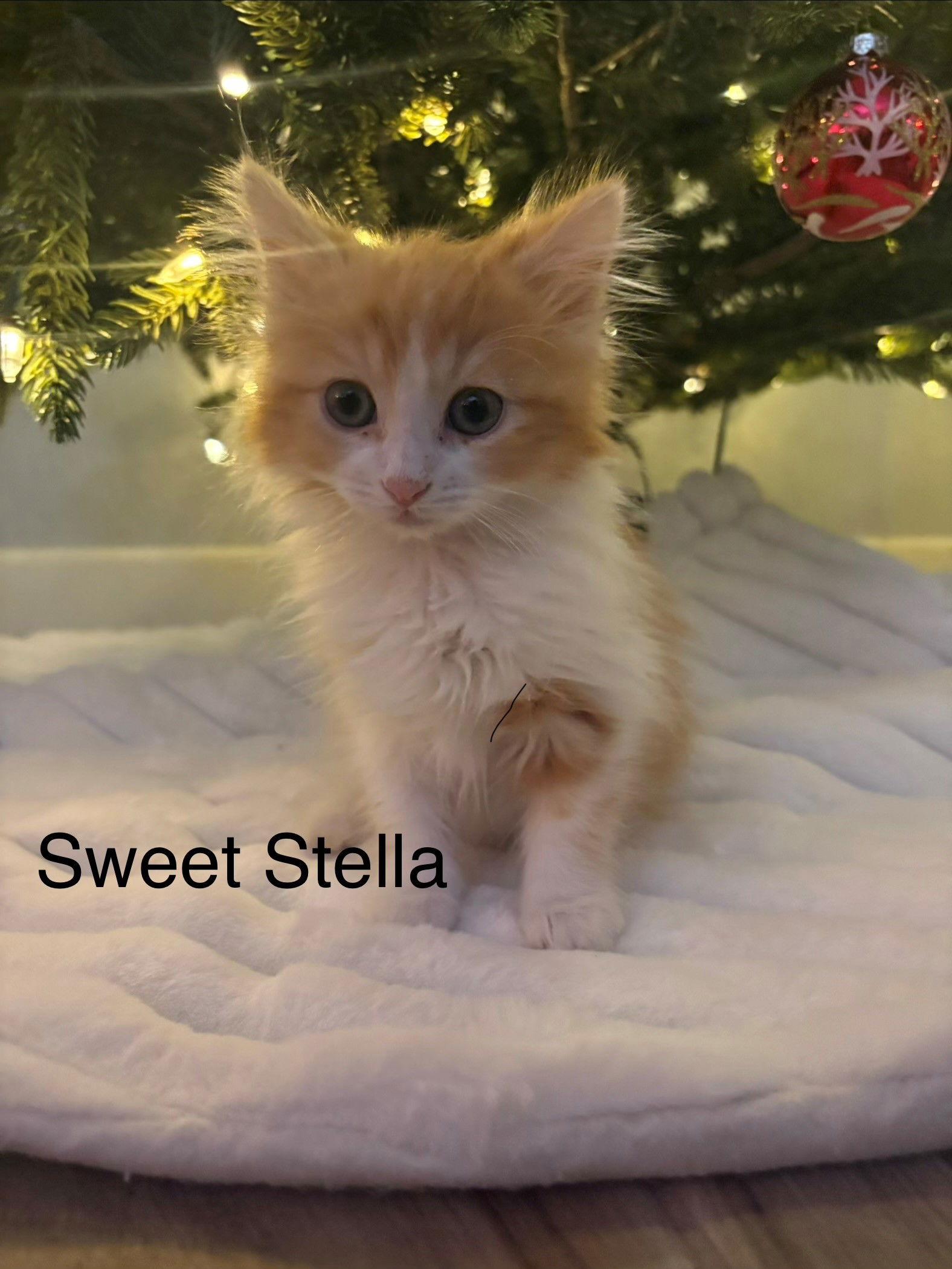 Stella Bonded With Blaze thumbnail 3