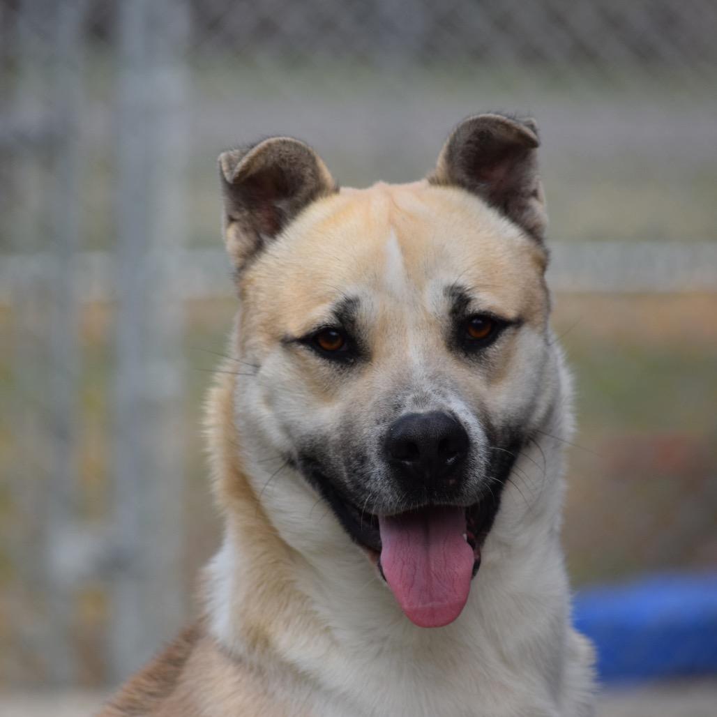 Enlarge Jonah 101701, a Adoptable mixed breed in Amory, MS image 1/1