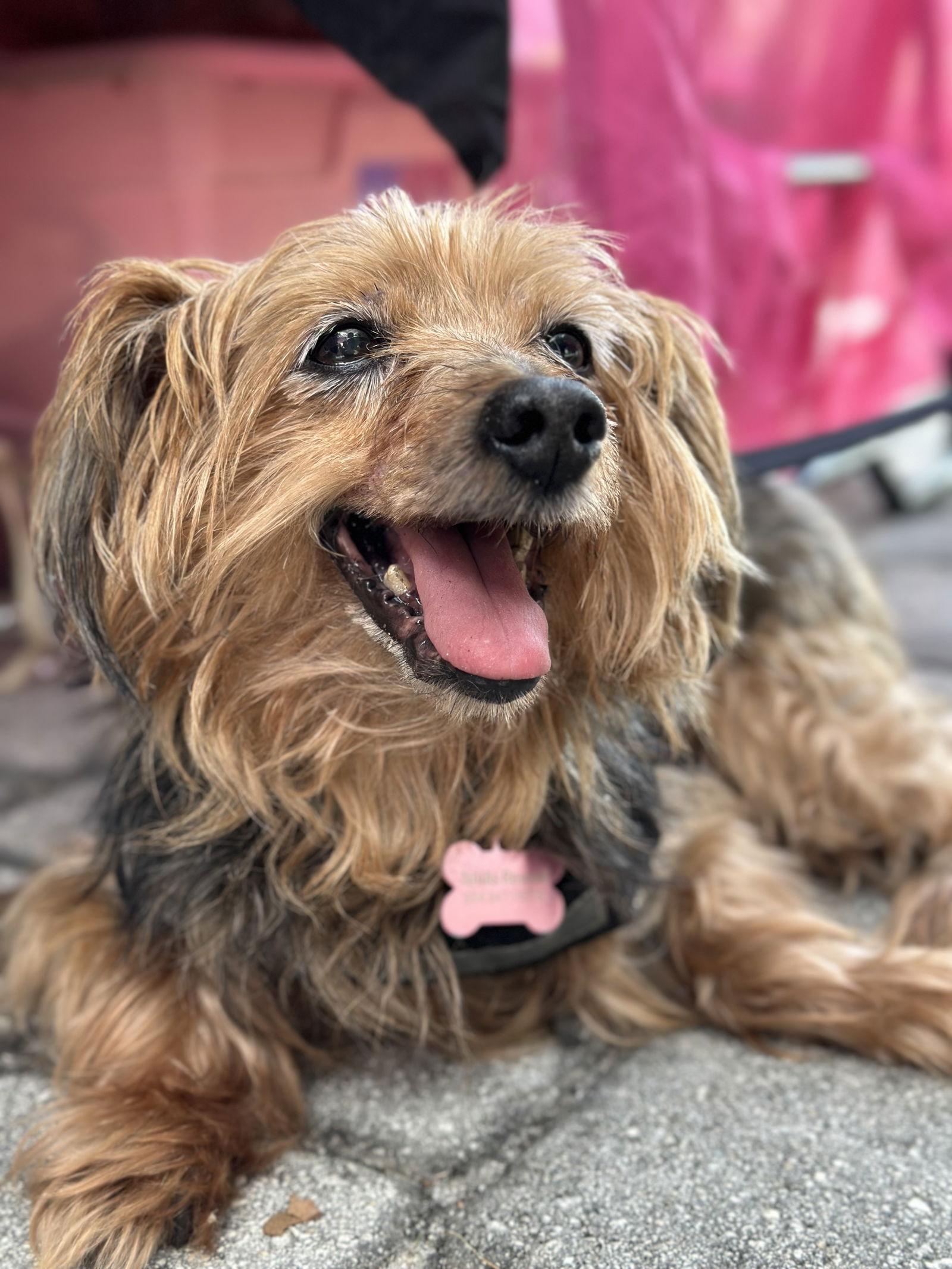Tucker, Adoptable, Senior Male Yorkshire Terrier.