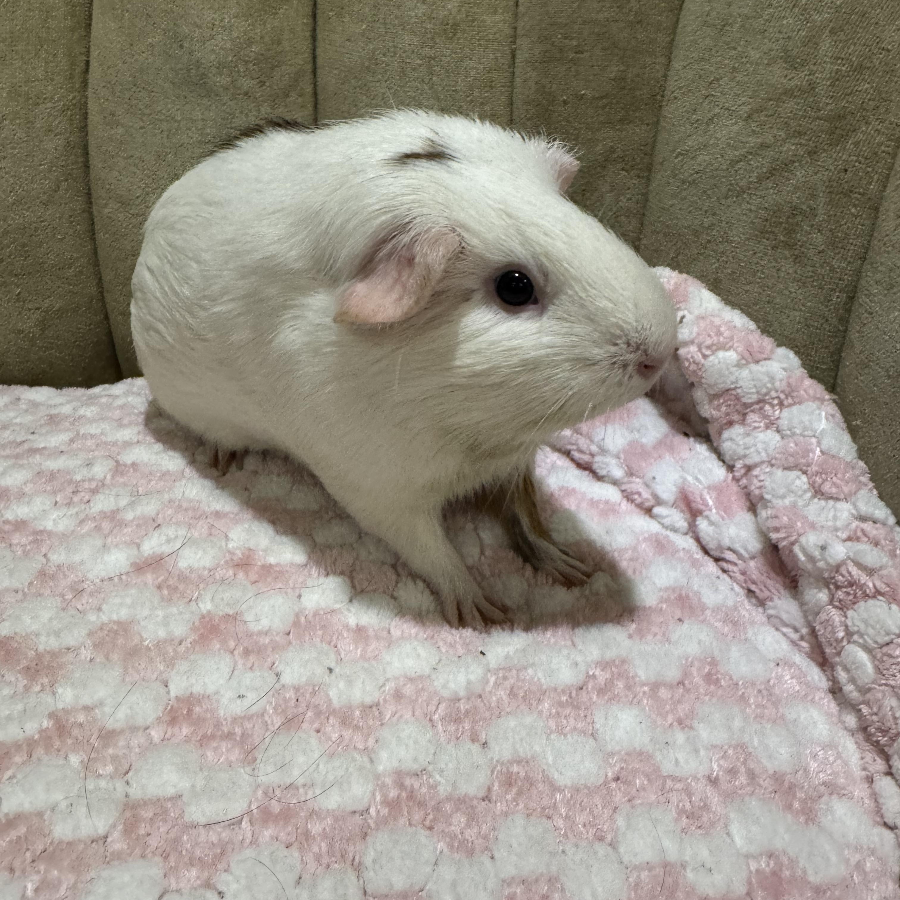 Enlarge Ella , a ADOPTABLE Guinea Pig in Walnut Grove, CA image 2/2