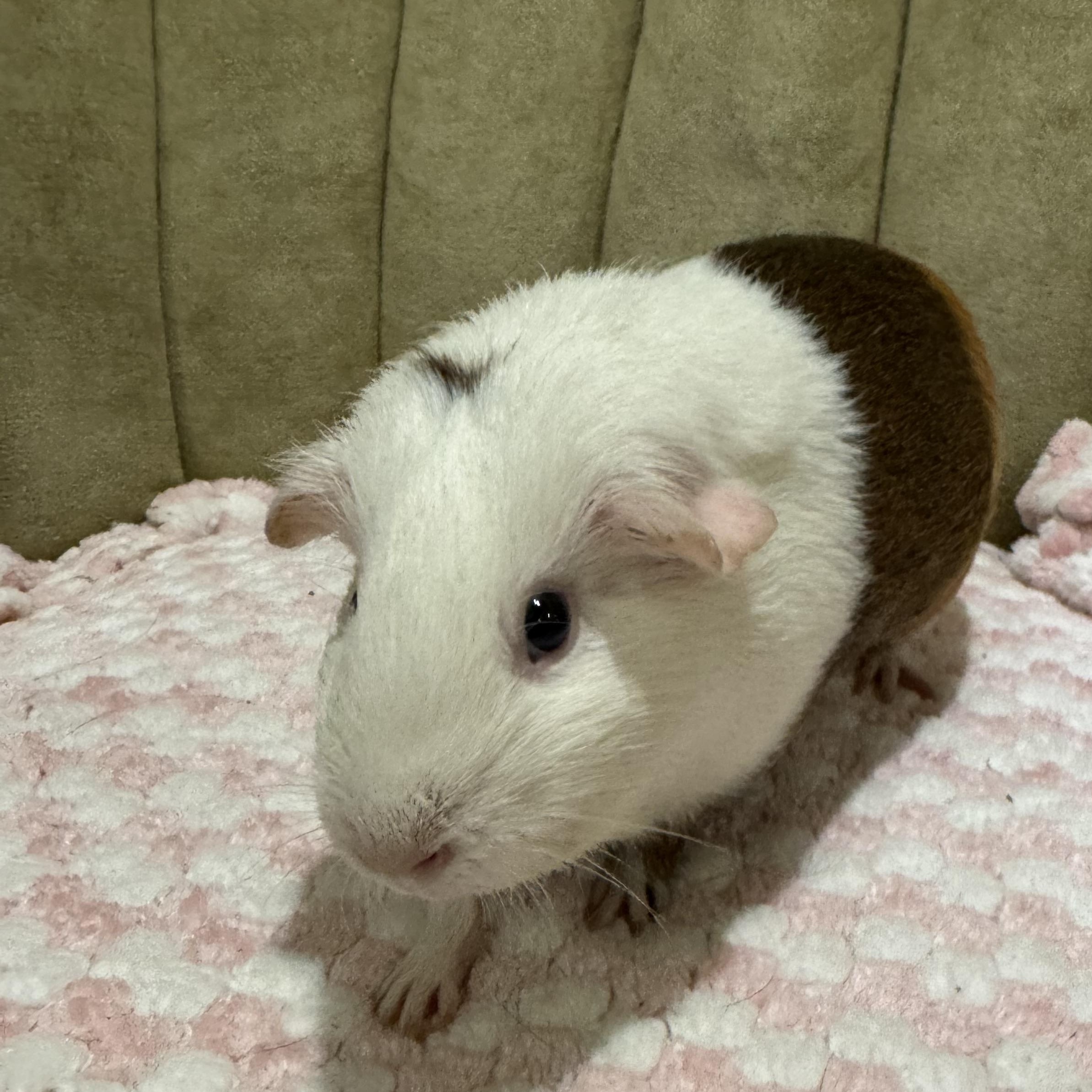 Enlarge Ella , a ADOPTABLE Guinea Pig in Walnut Grove, CA image 1/2