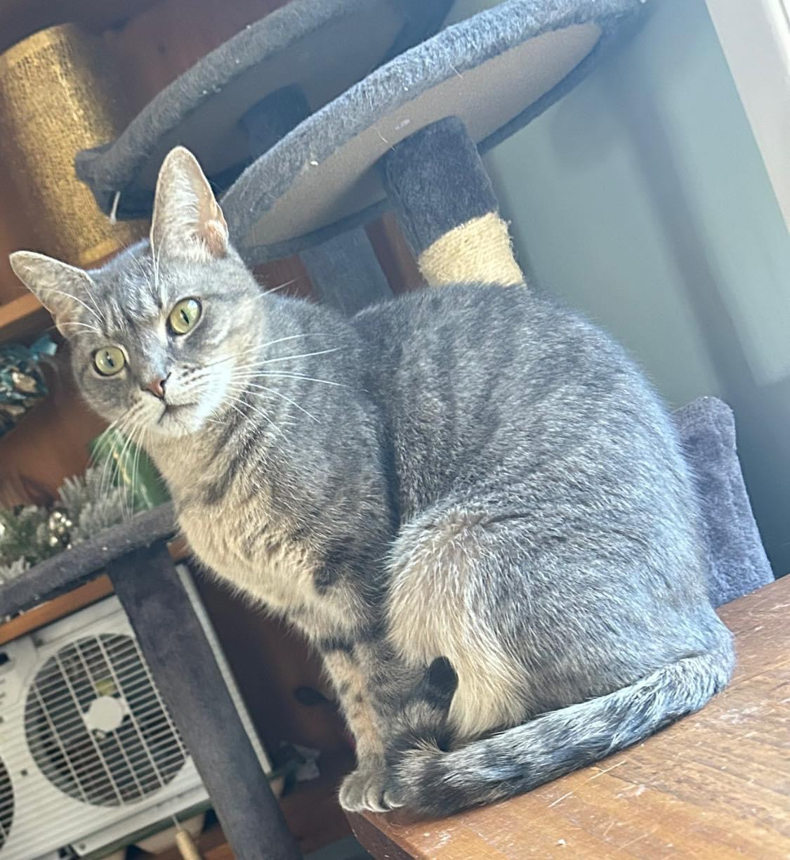 Enlarge Miss Daisy, a Adoptable mixed breed in Newark, NJ image 2/6