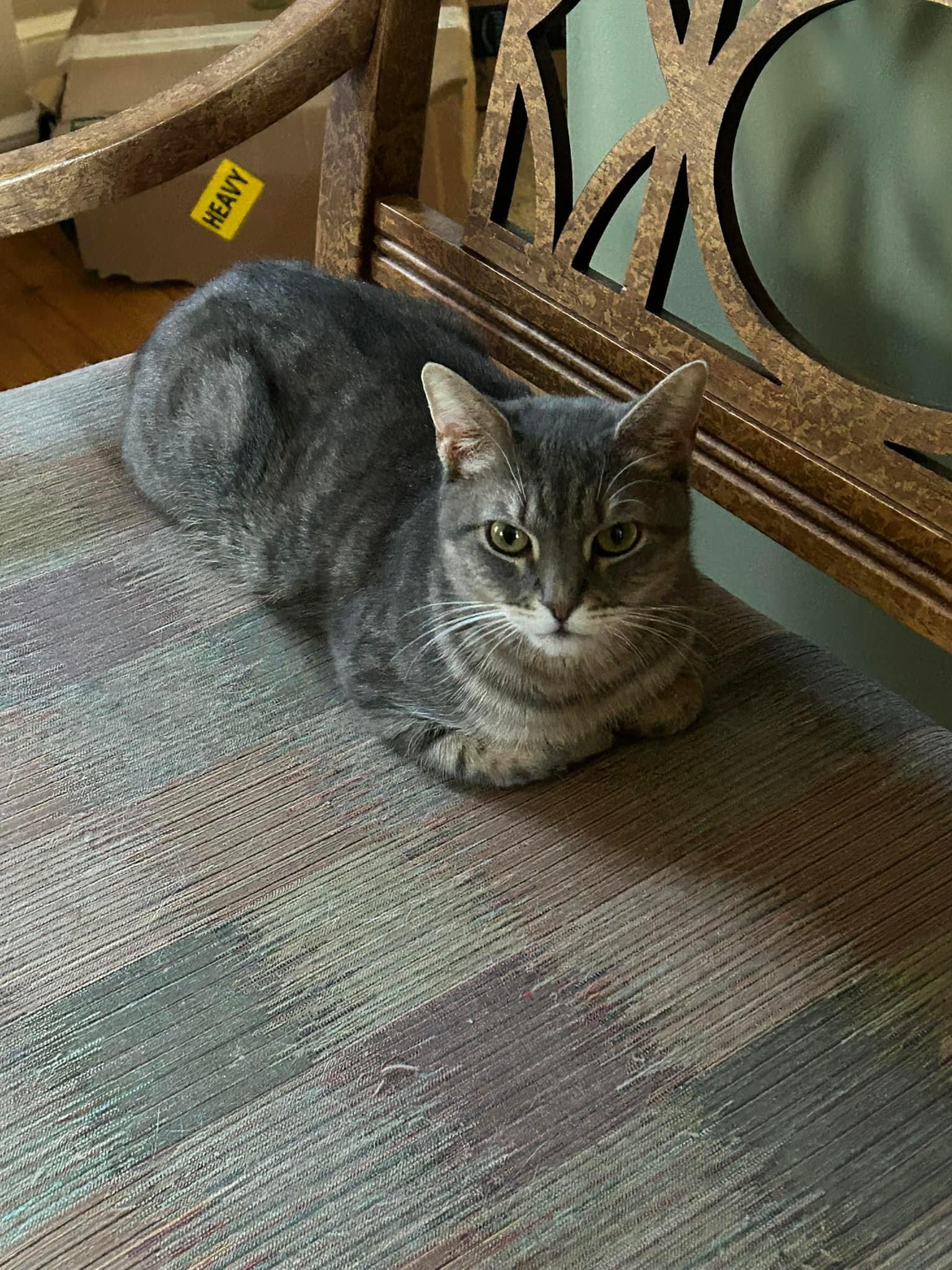 Enlarge Miss Daisy, a Adoptable mixed breed in Newark, NJ image 4/6