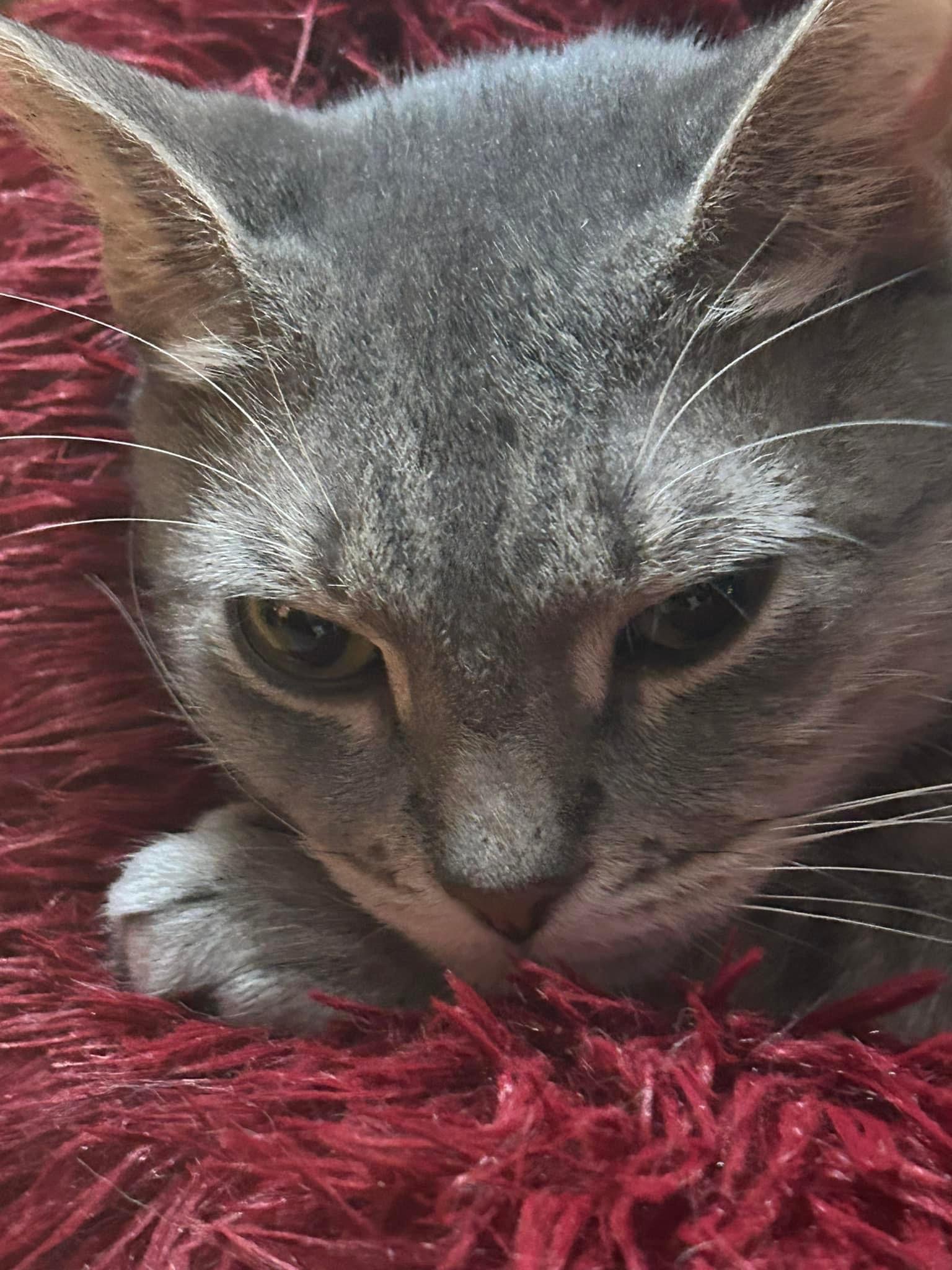 Miss Daisy thumbnail 4