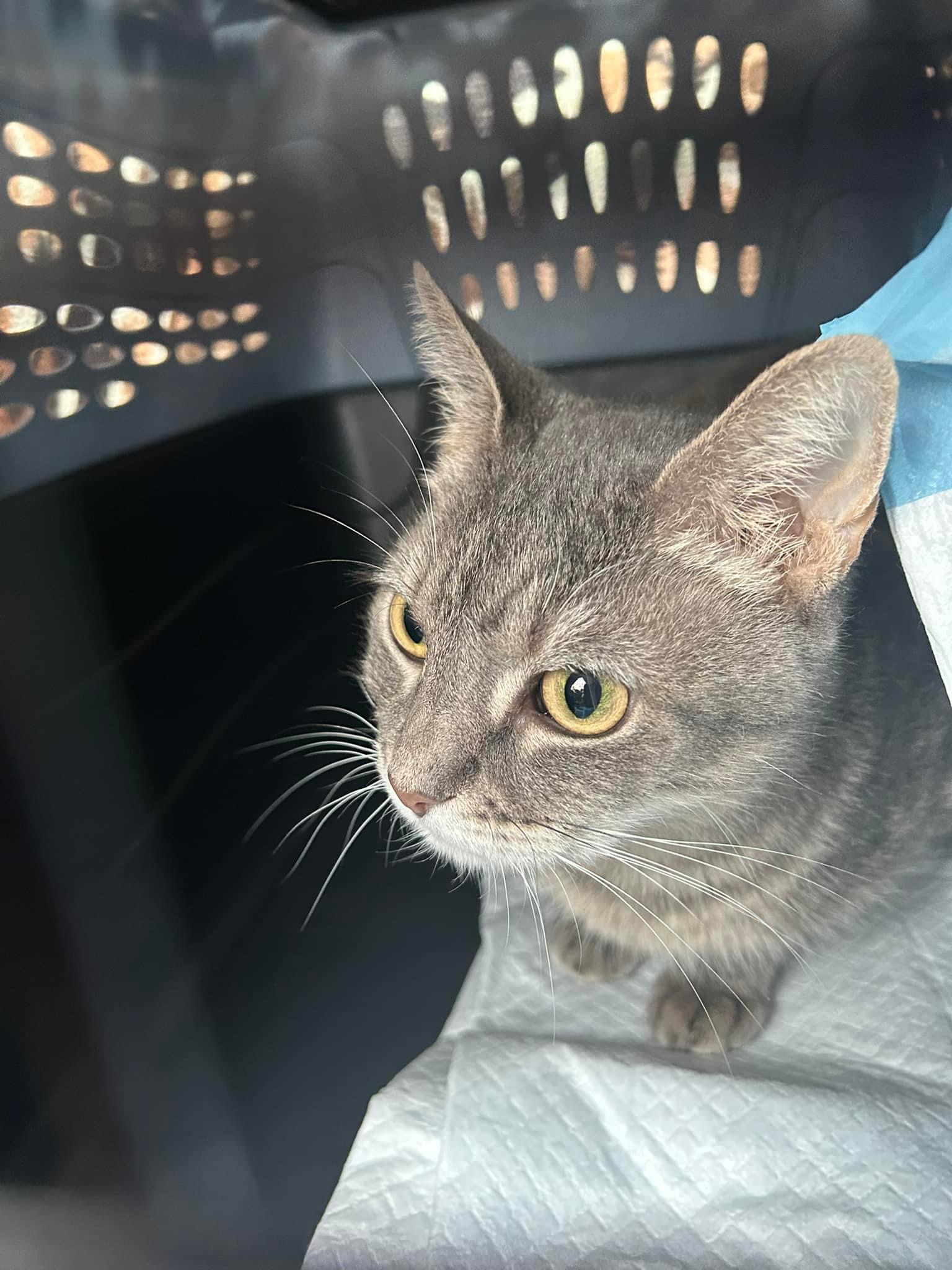 Miss Daisy thumbnail 5