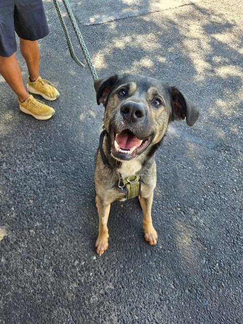 Enlarge SLINKY, a Adoptable mixed breed in London, ON image 1/1