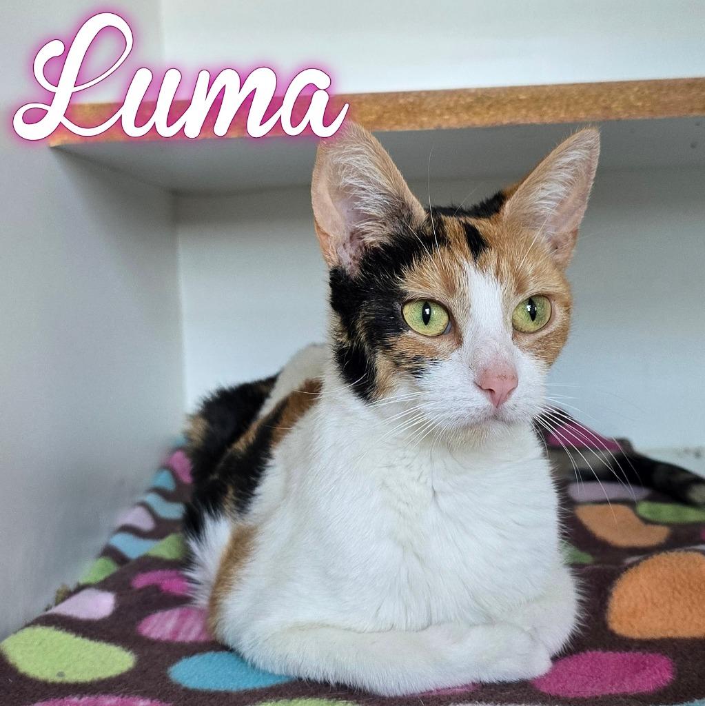 Luma, Adoptable, Young Female Domestic Short Hair.