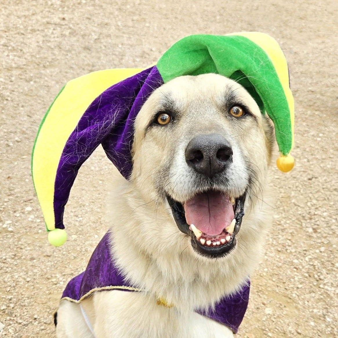 HOPPER- FLORESVILLE, TX, ADOPTABLE, Adult Male Anatolian Shepherd & Great Pyrenees.