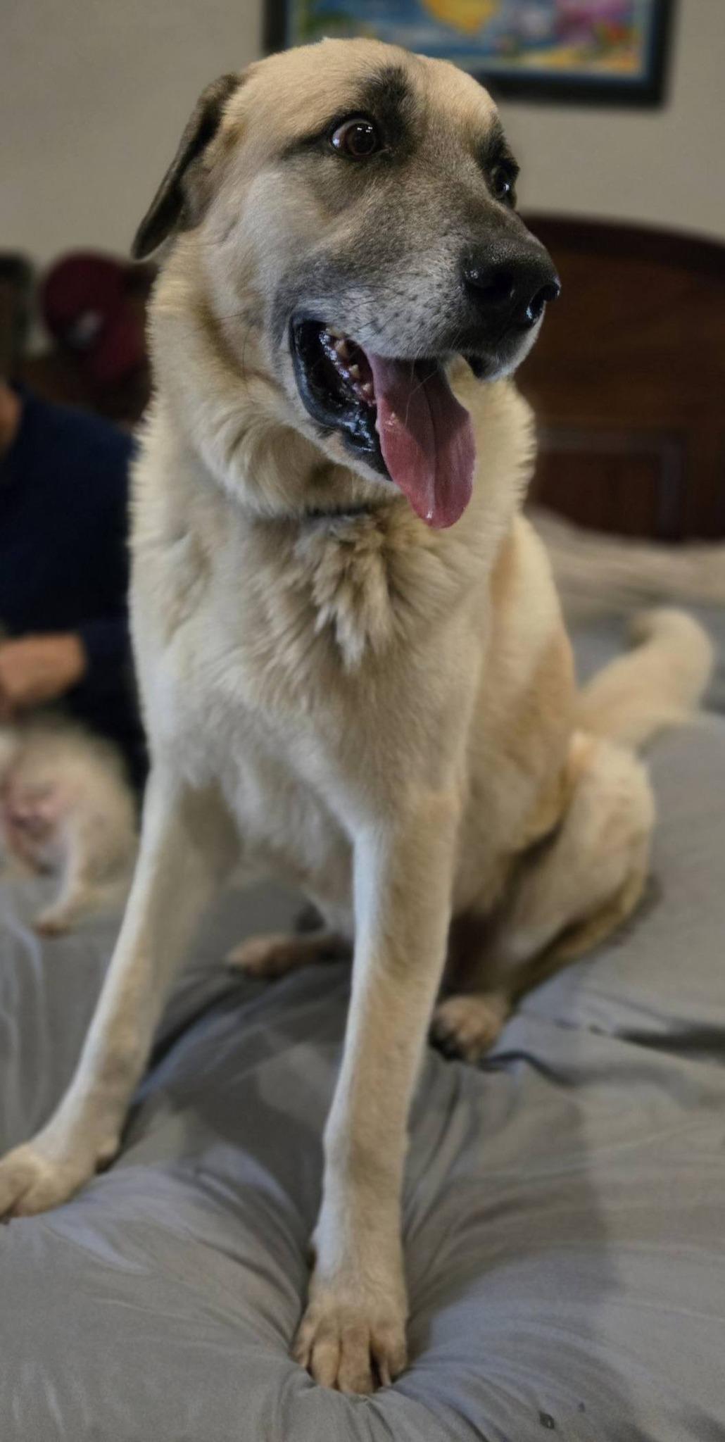 HOPPER- FLORESVILLE, TX, a ADOPTABLE mixed breed in FLORESVILLE, TX image 5/5