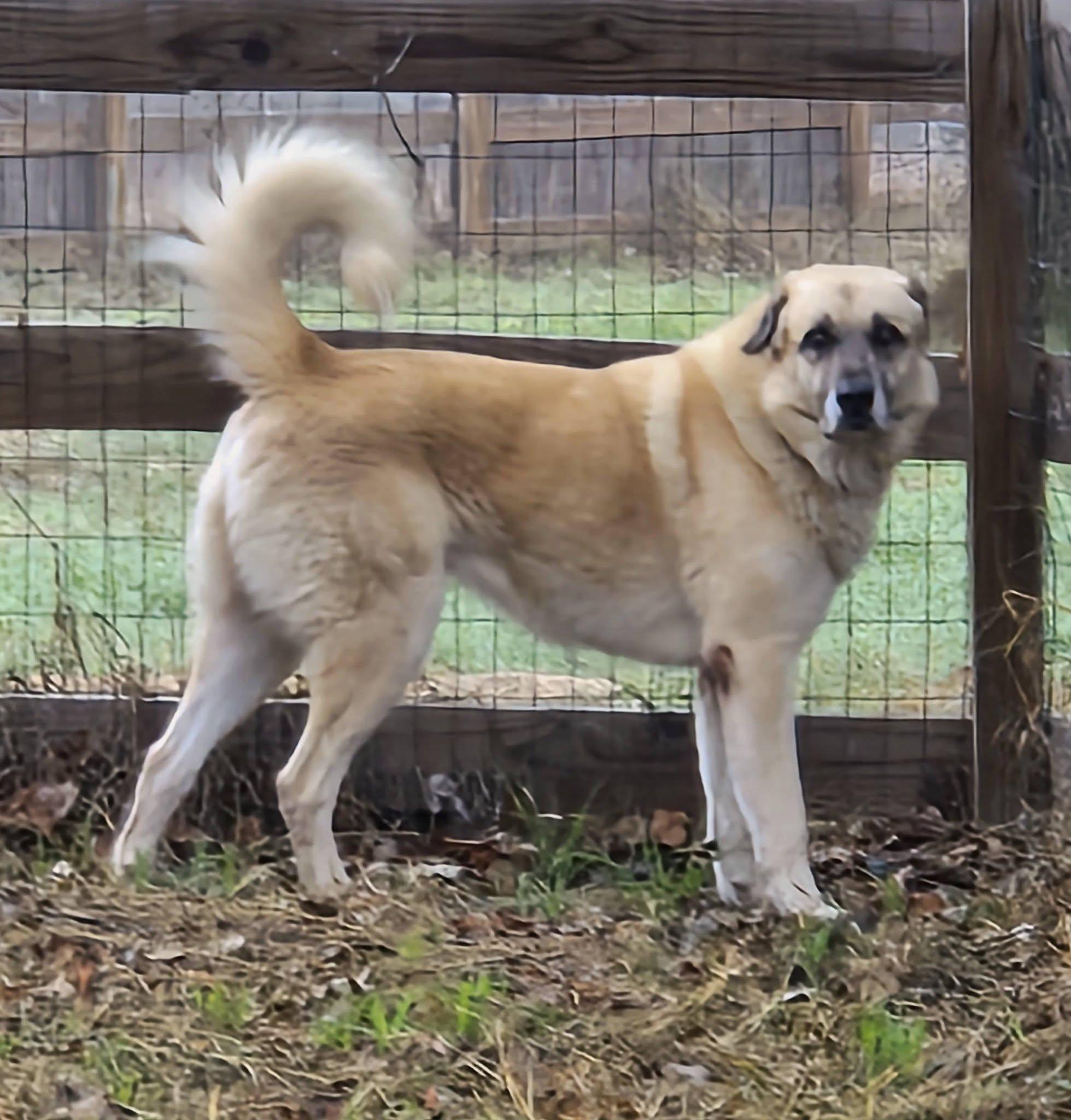 HOPPER- FLORESVILLE, TX, a ADOPTABLE mixed breed in FLORESVILLE, TX image 3/5