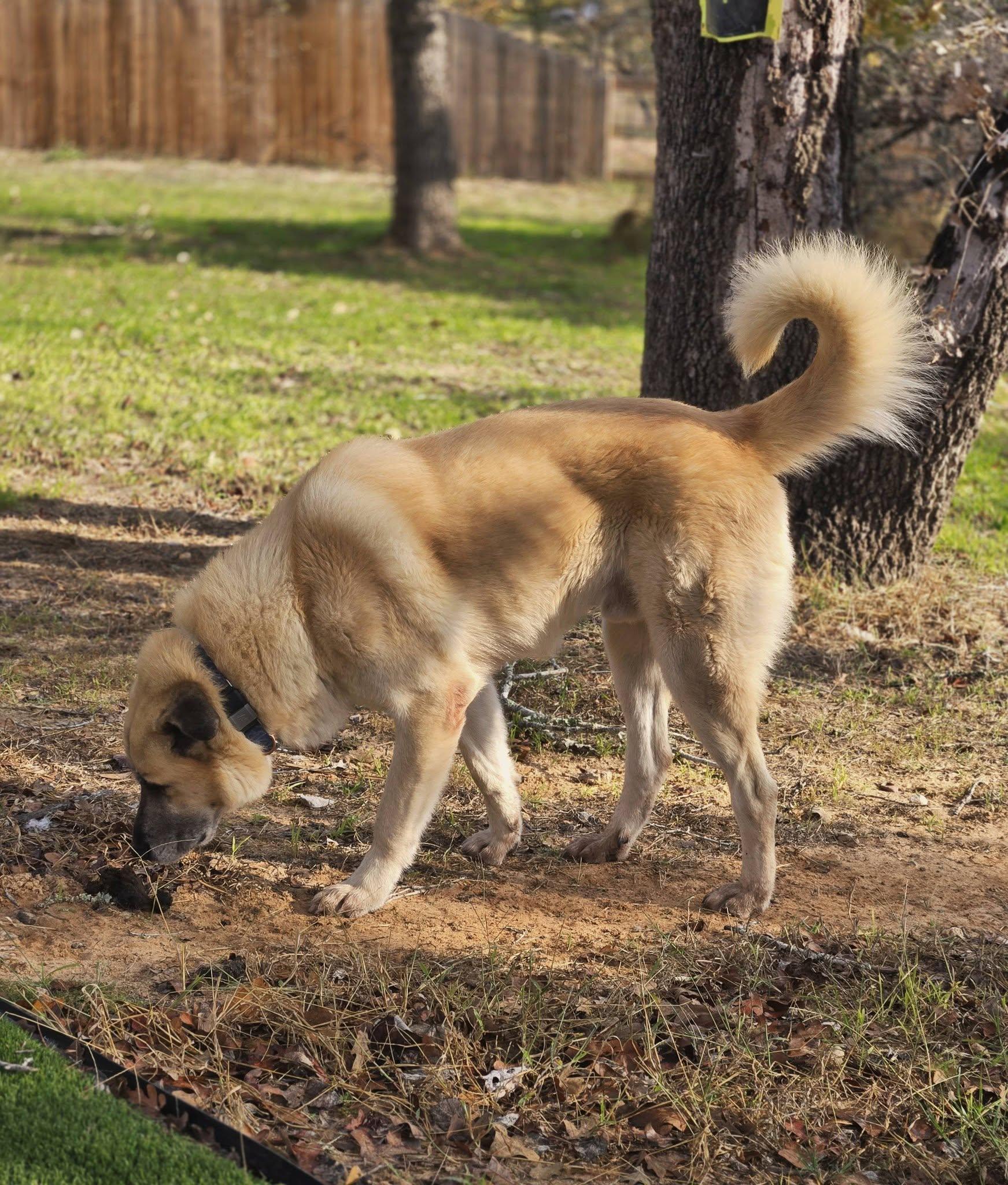 HOPPER- FLORESVILLE, TX, a ADOPTABLE mixed breed in FLORESVILLE, TX image 2/5