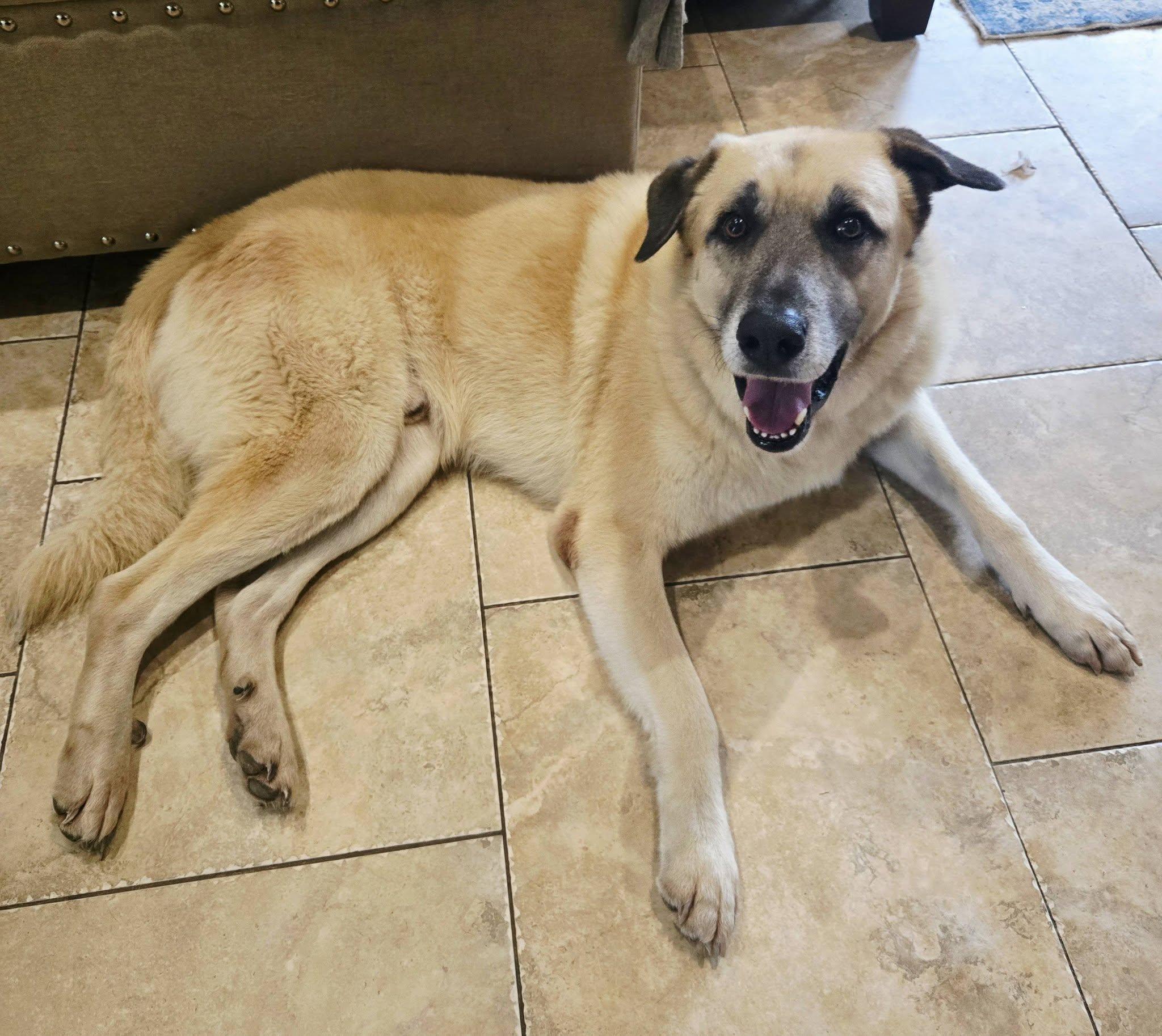 HOPPER- FLORESVILLE, TX, a ADOPTABLE mixed breed in FLORESVILLE, TX image 4/5