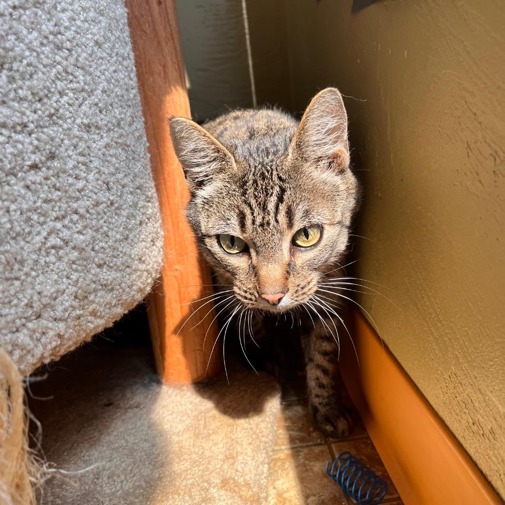 Snacks, Adoptable, Young Female Domestic Short Hair.