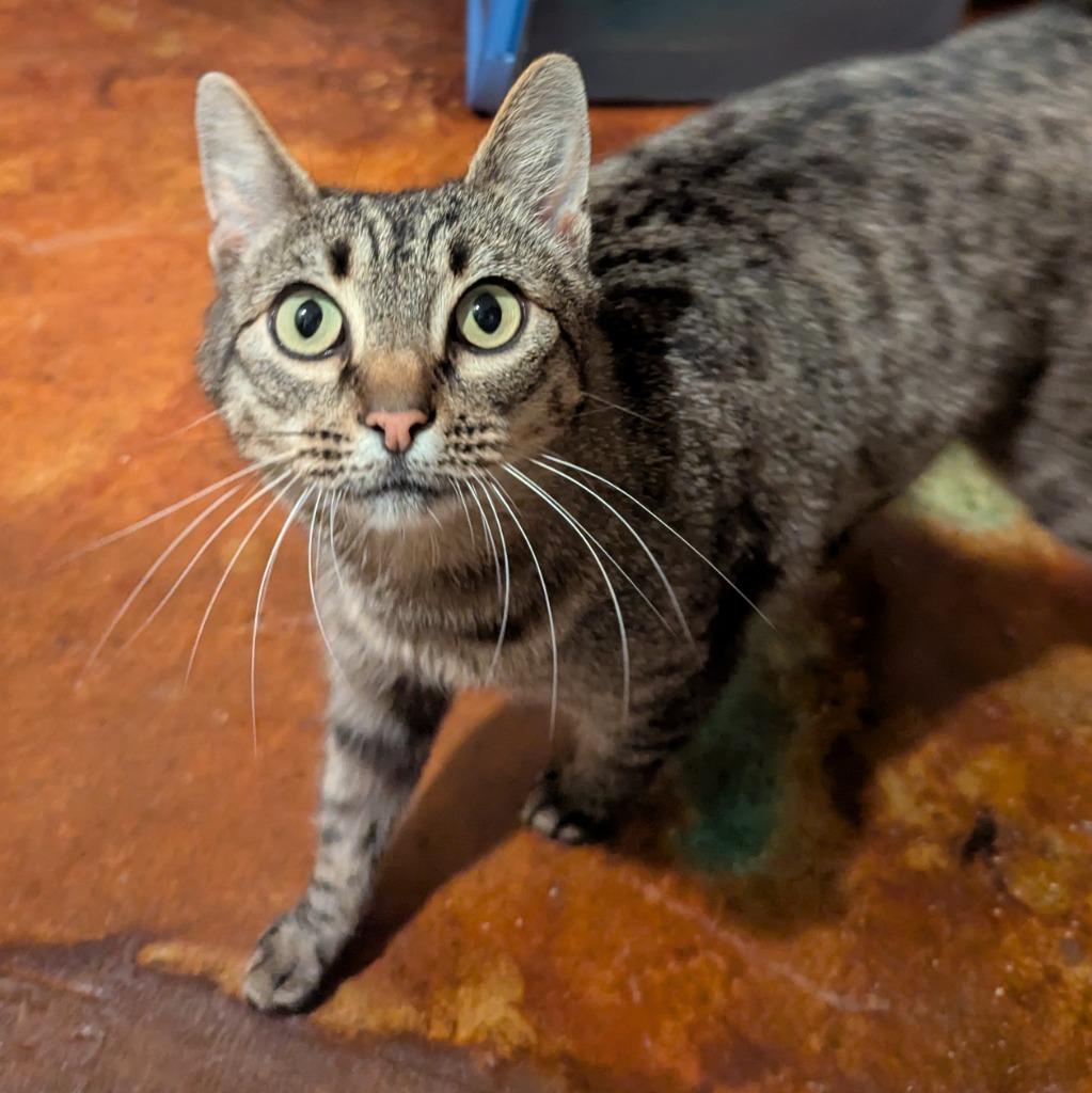 Enlarge Snacks, a Adoptable mixed breed in Aberdeen, WA image 2/3