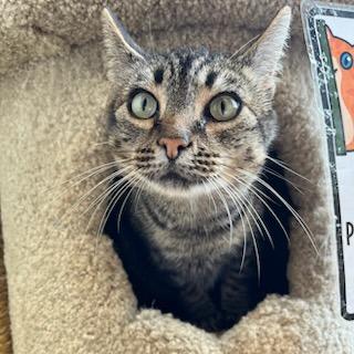 Enlarge Snacks, a Adoptable mixed breed in Aberdeen, WA image 3/3