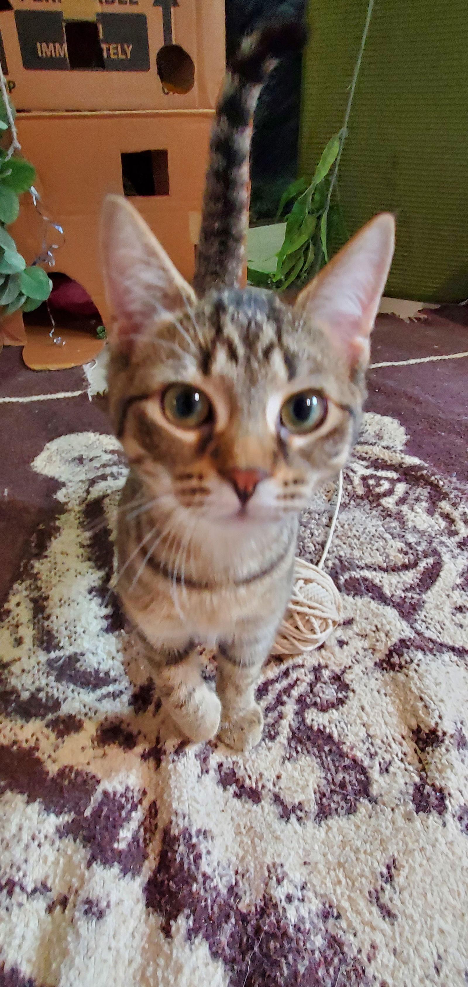 Alice, a Adoptable mixed breed in Traverse City, MI image 1/3