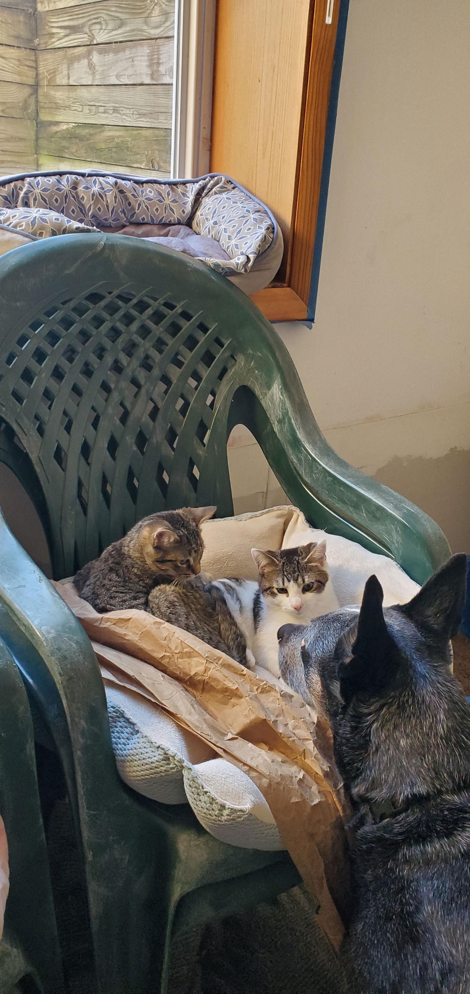 Alice, a Adoptable mixed breed in Traverse City, MI image 2/3