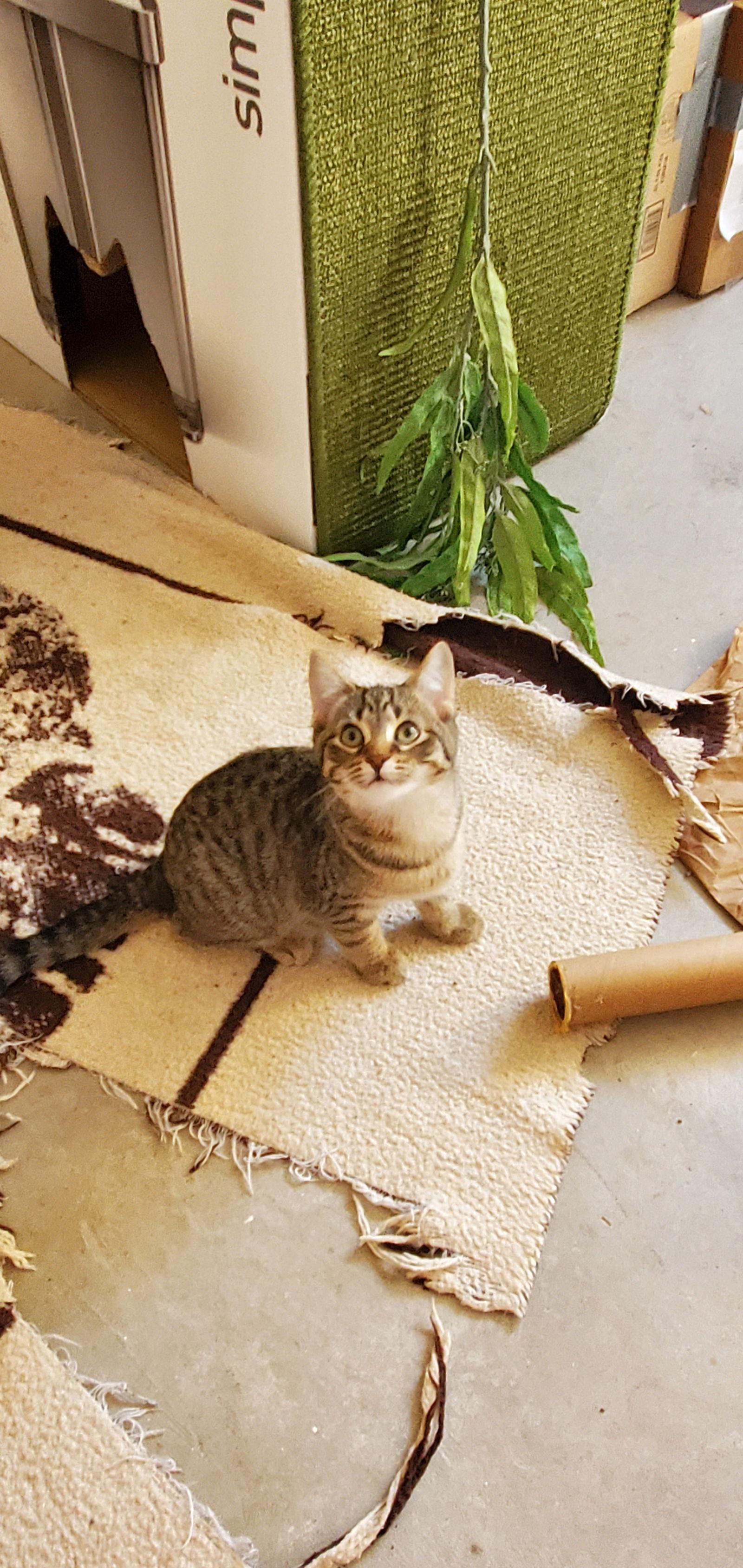 Alice, a Adoptable mixed breed in Traverse City, MI image 3/3