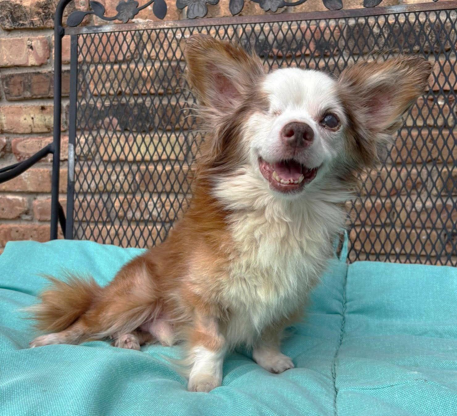 Salvatore TX, Adoptable, Senior Male Chihuahua.