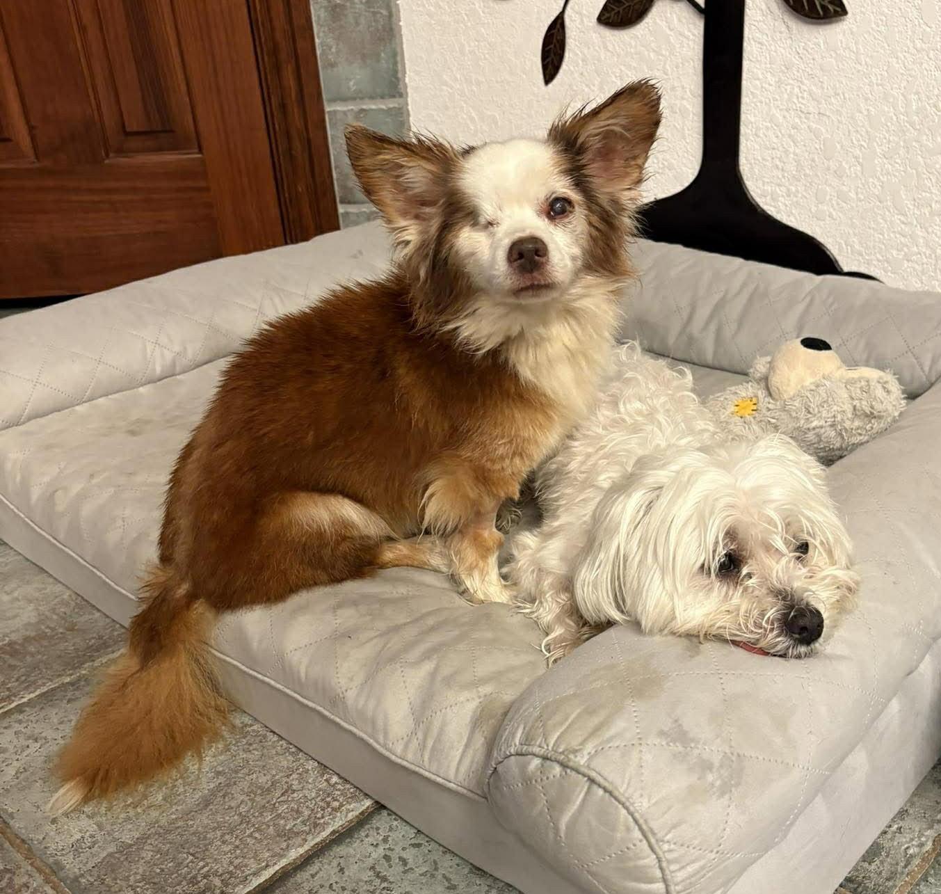 Salvatore TX, Adoptable, Senior Male Chihuahua.