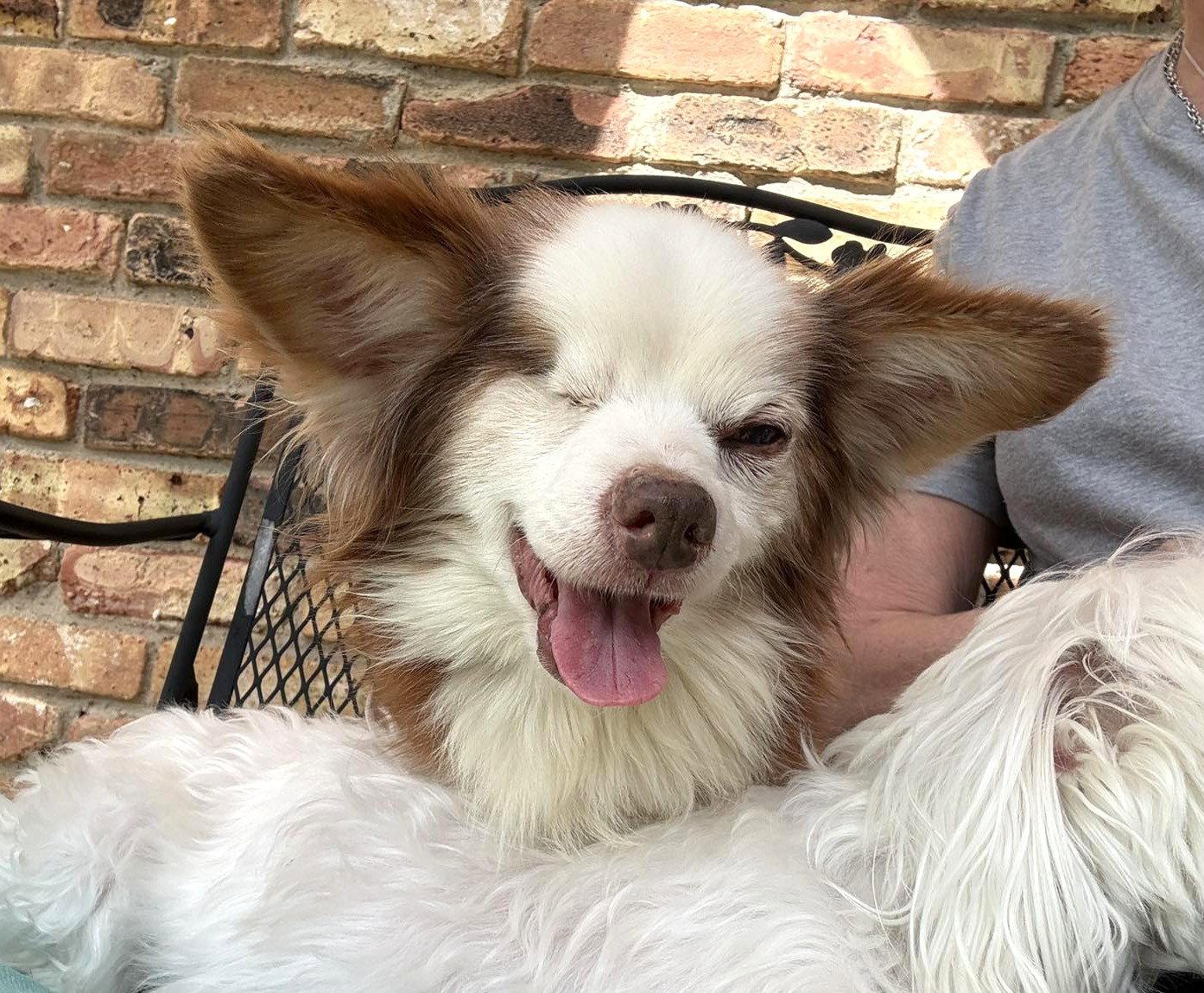 Enlarge Salvatore TX, a Adoptable Chihuahua in Boonton, NJ image 2/3