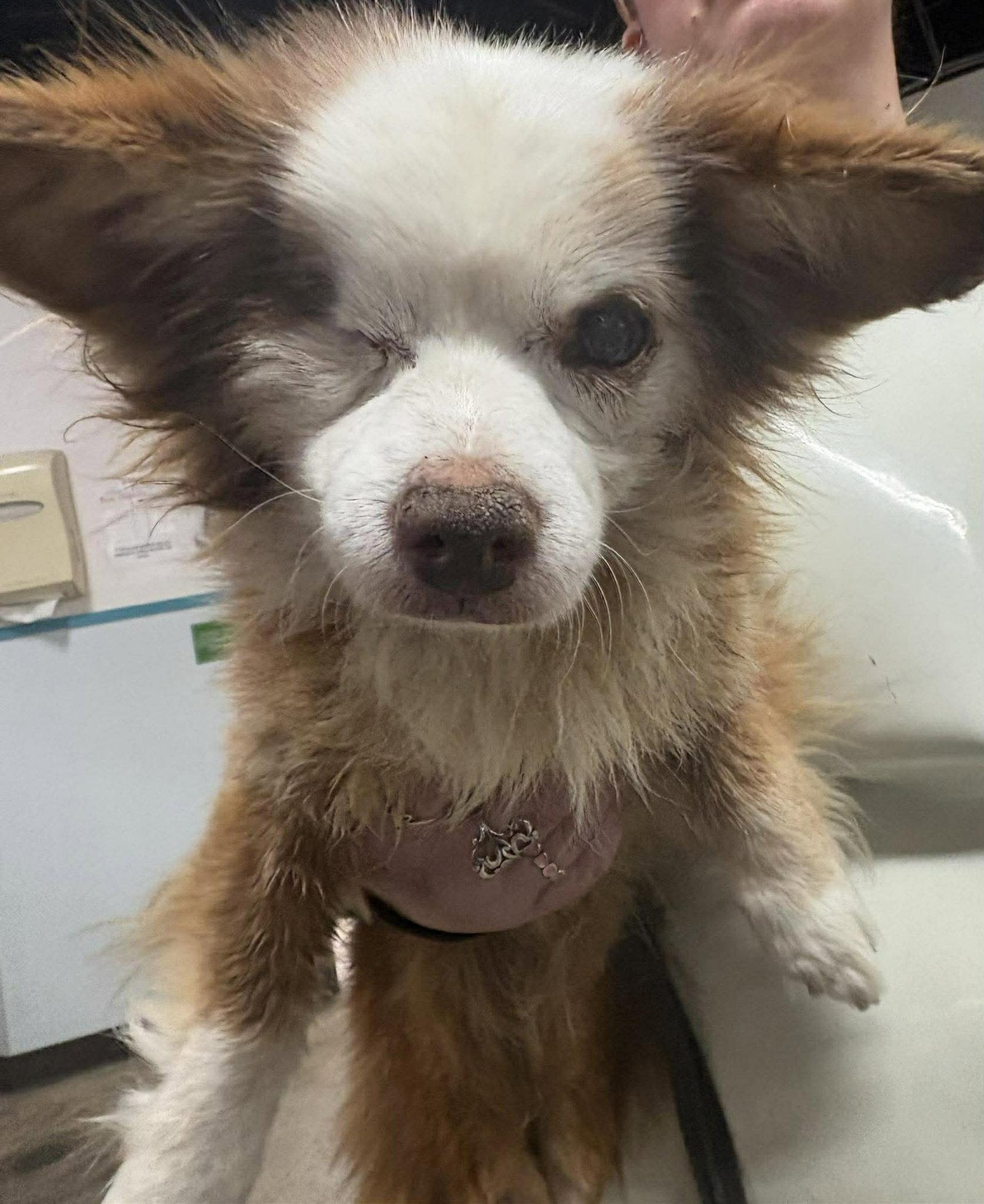 Enlarge Salvatore TX, a Adoptable Chihuahua in Boonton, NJ image 1/3