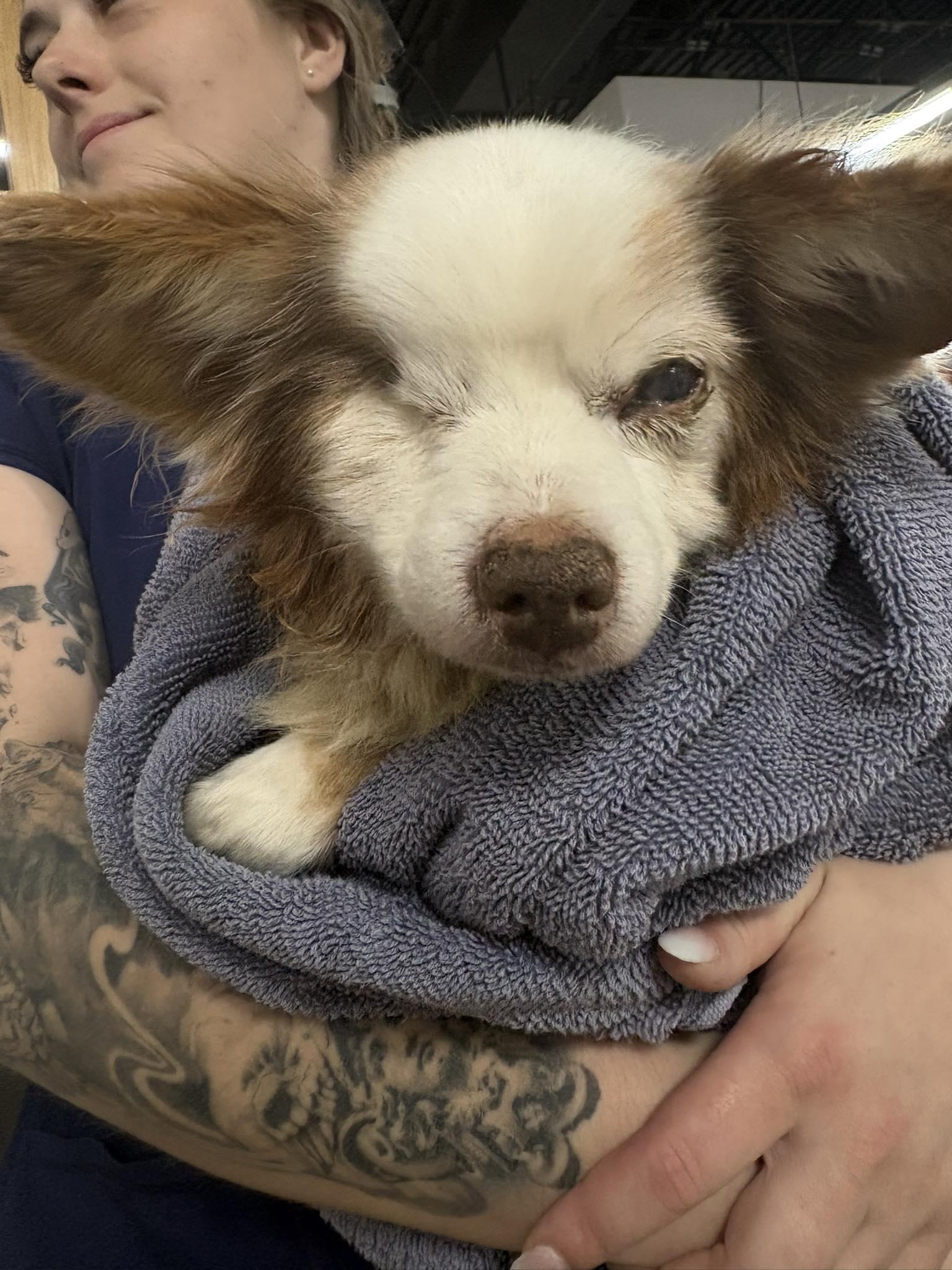 Enlarge Salvatore TX, a Adoptable Chihuahua in Boonton, NJ image 2/3