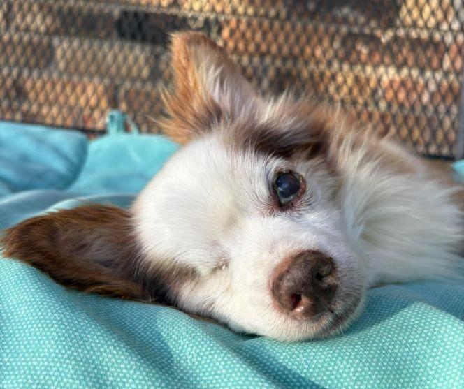 Enlarge Salvatore TX, a Adoptable Chihuahua in Boonton, NJ image 3/3