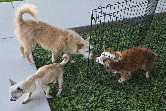 Enlarge Salvatore TX, a Adoptable Chihuahua in Boonton, NJ image 3/3