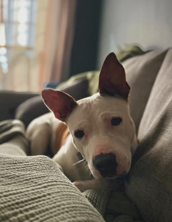 Enlarge Freckles, a Adoptable mixed breed in CHURCHVILLE, NY image 1/2