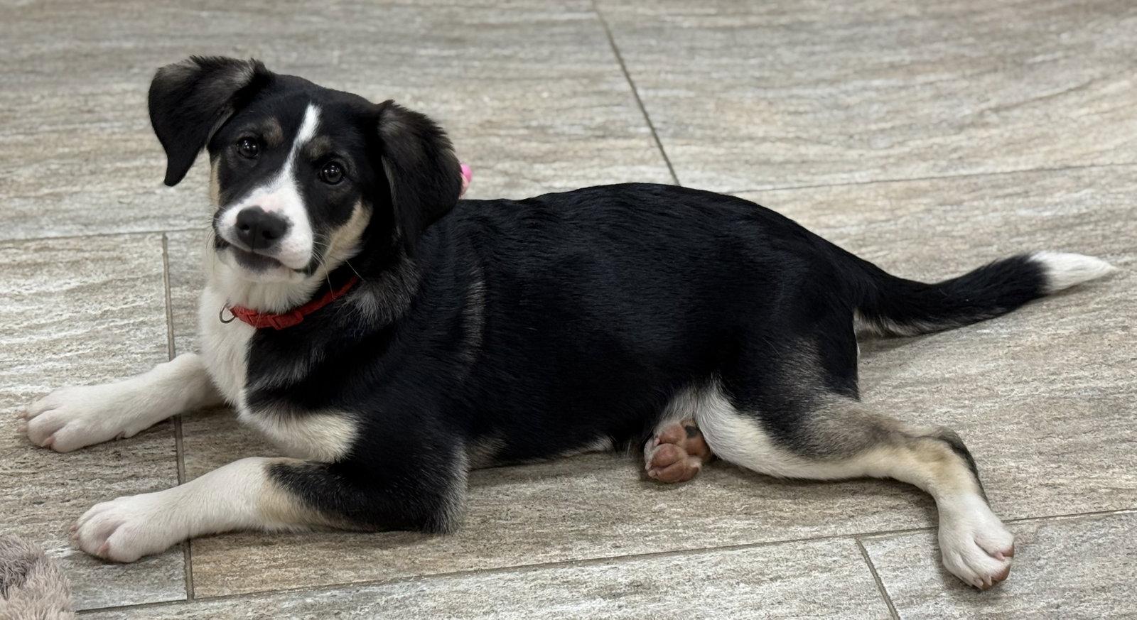 Kimber, a Adoptable Australian Shepherd in Cottage Grove, MN image 2/3