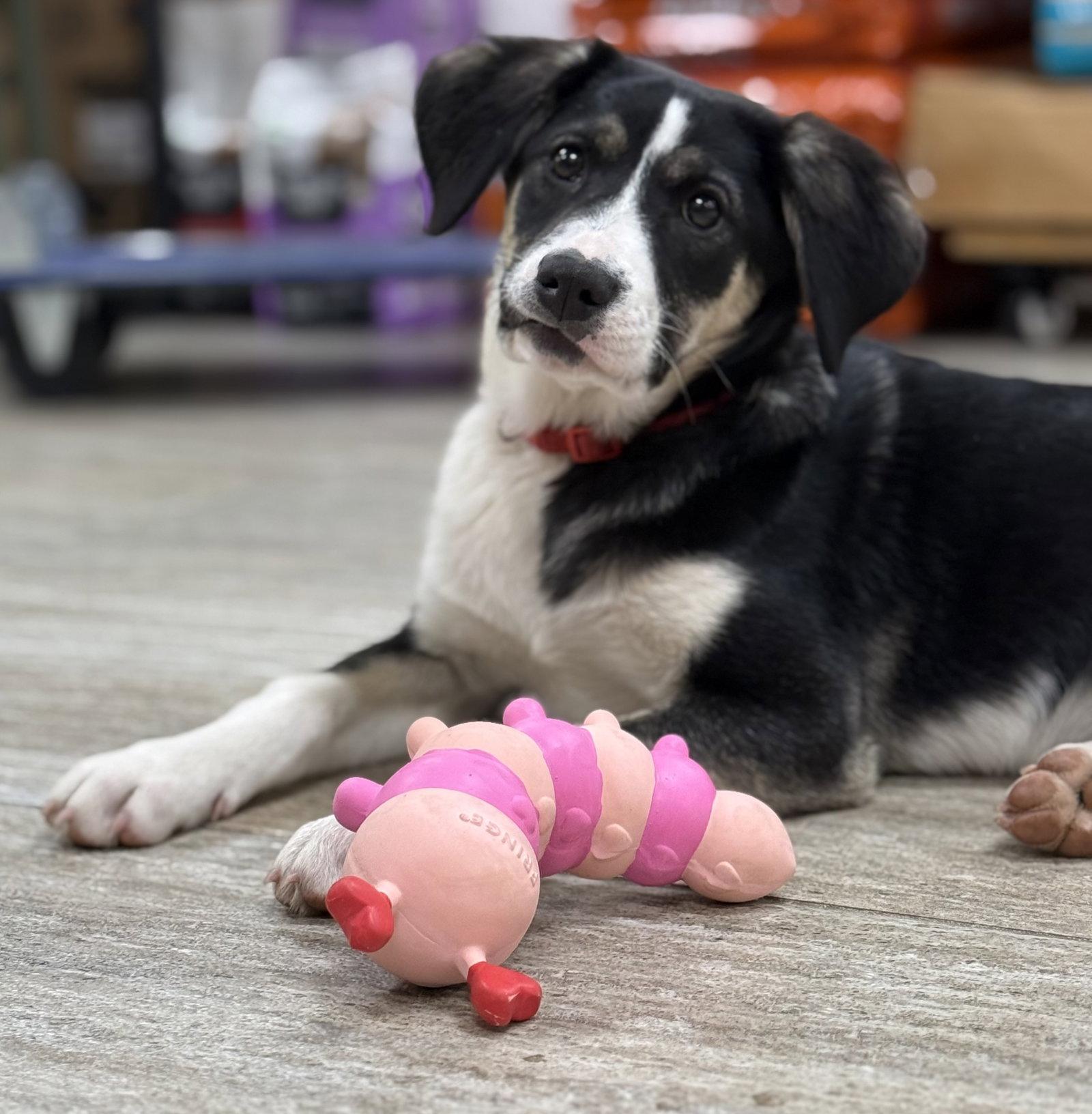 Kimber, a Adoptable Australian Shepherd in Cottage Grove, MN image 1/3